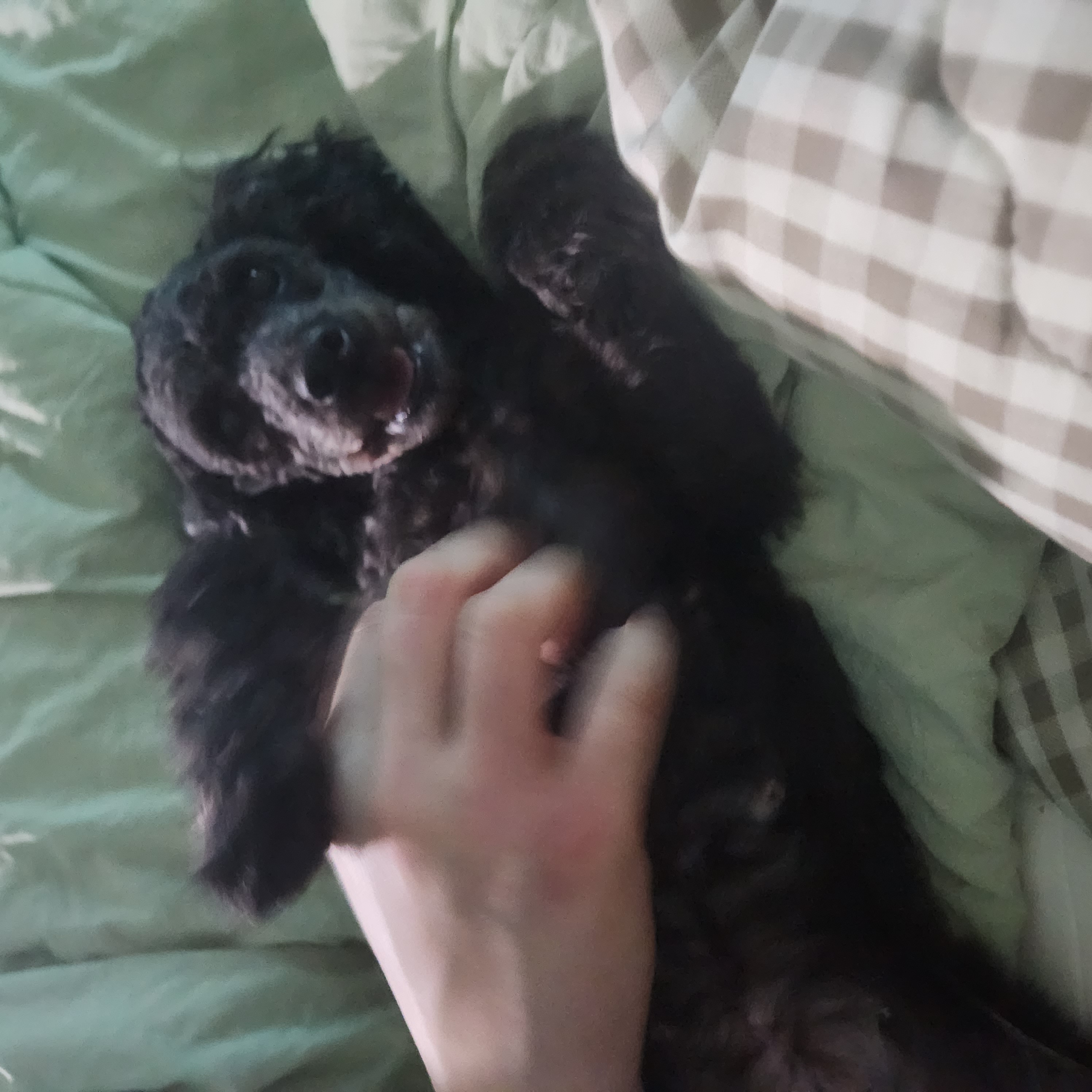 여들이 (깜비) 두번째