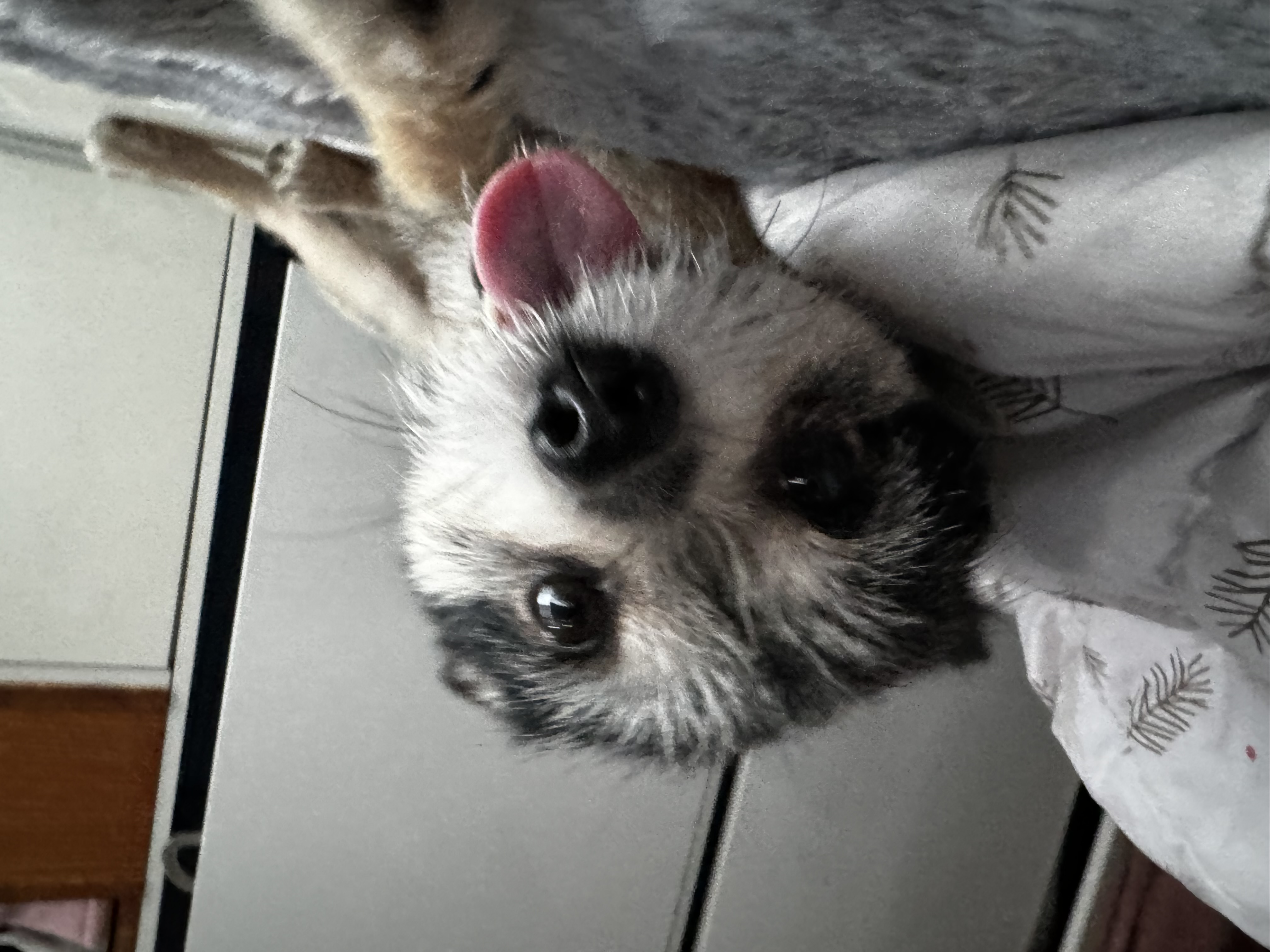 러니(군밤) 입양 두번째이야기