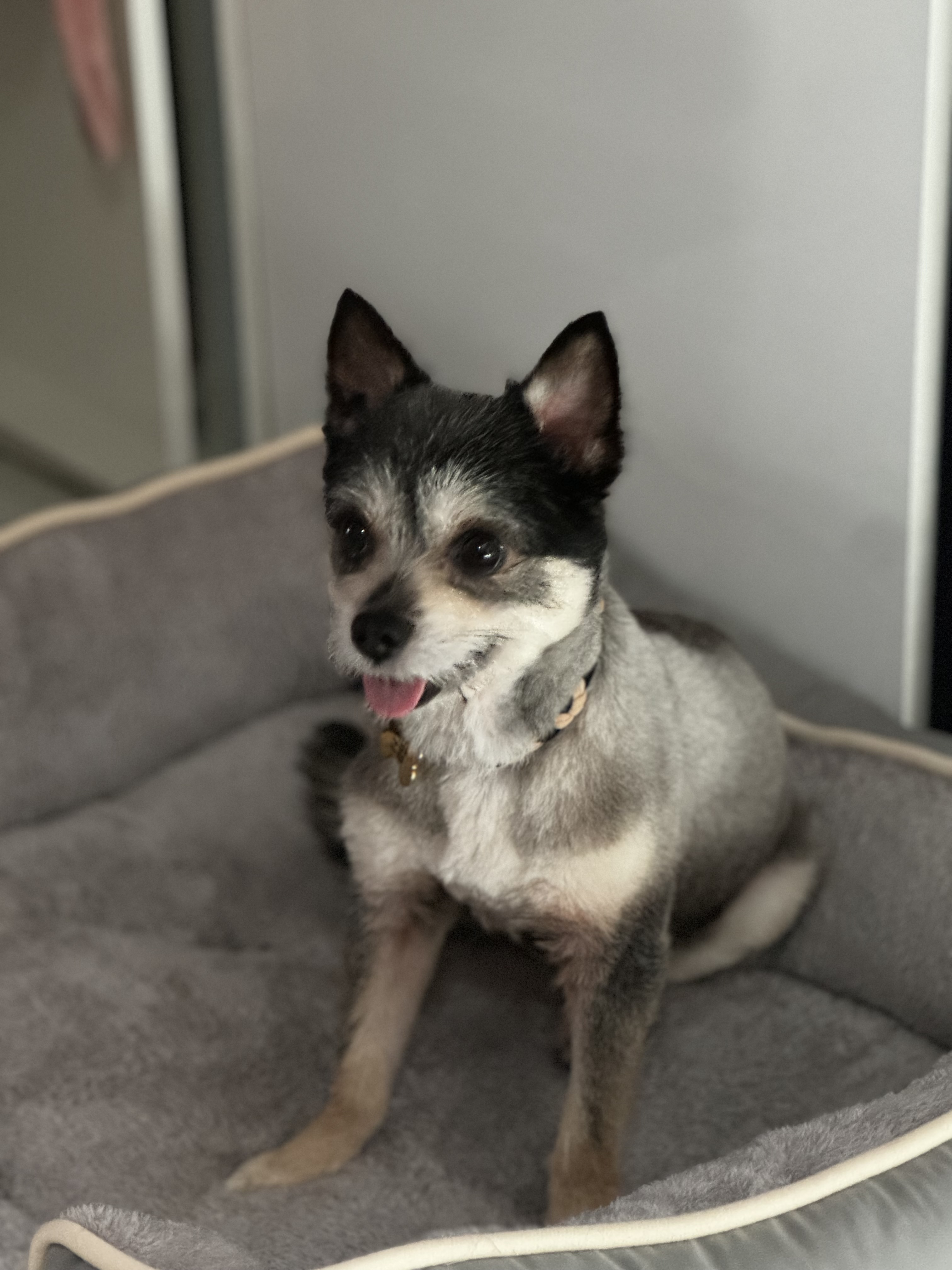 러니(군밤) 입양 두번째이야기