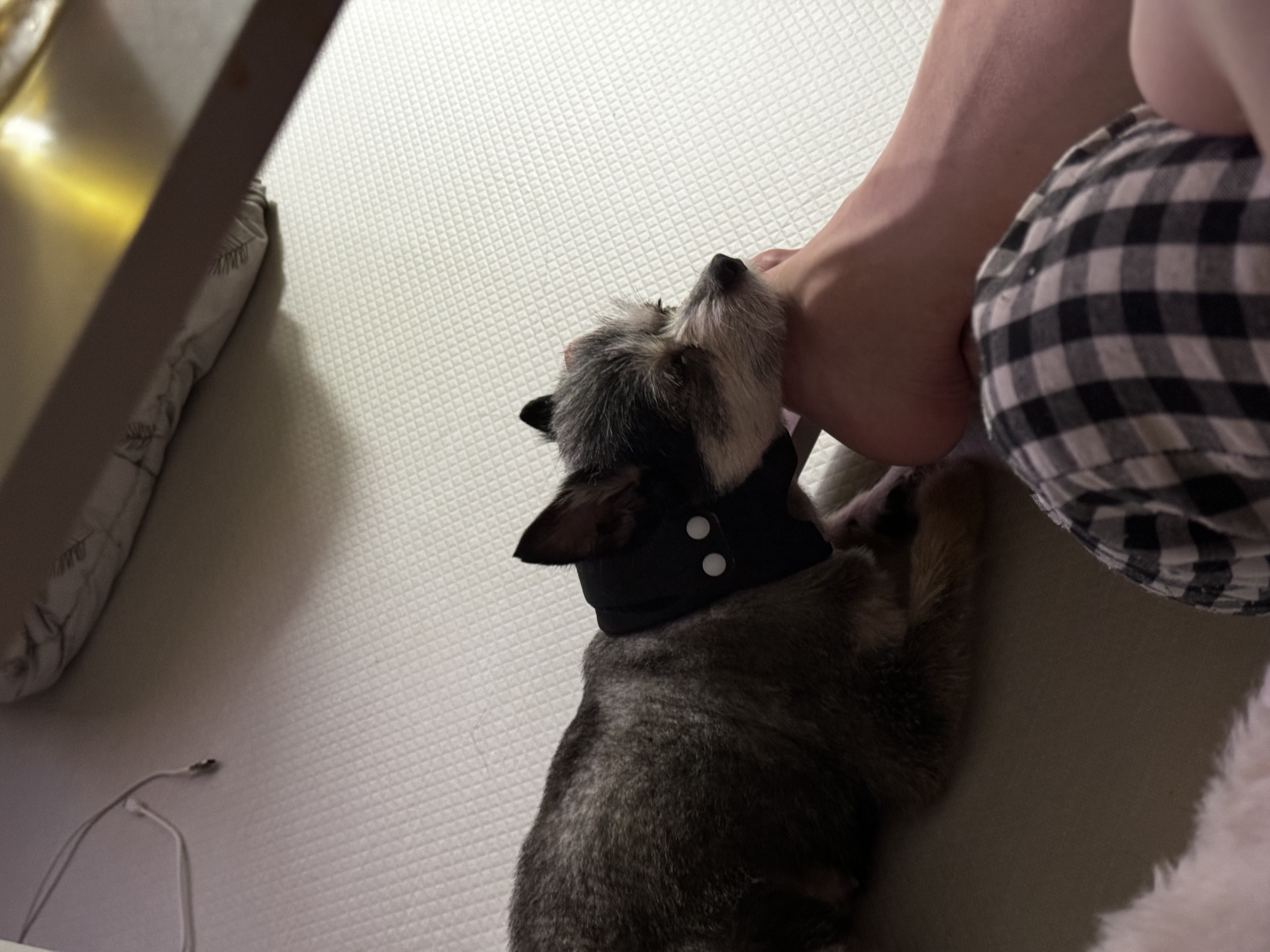 러니(군밤) 입양 두번째이야기