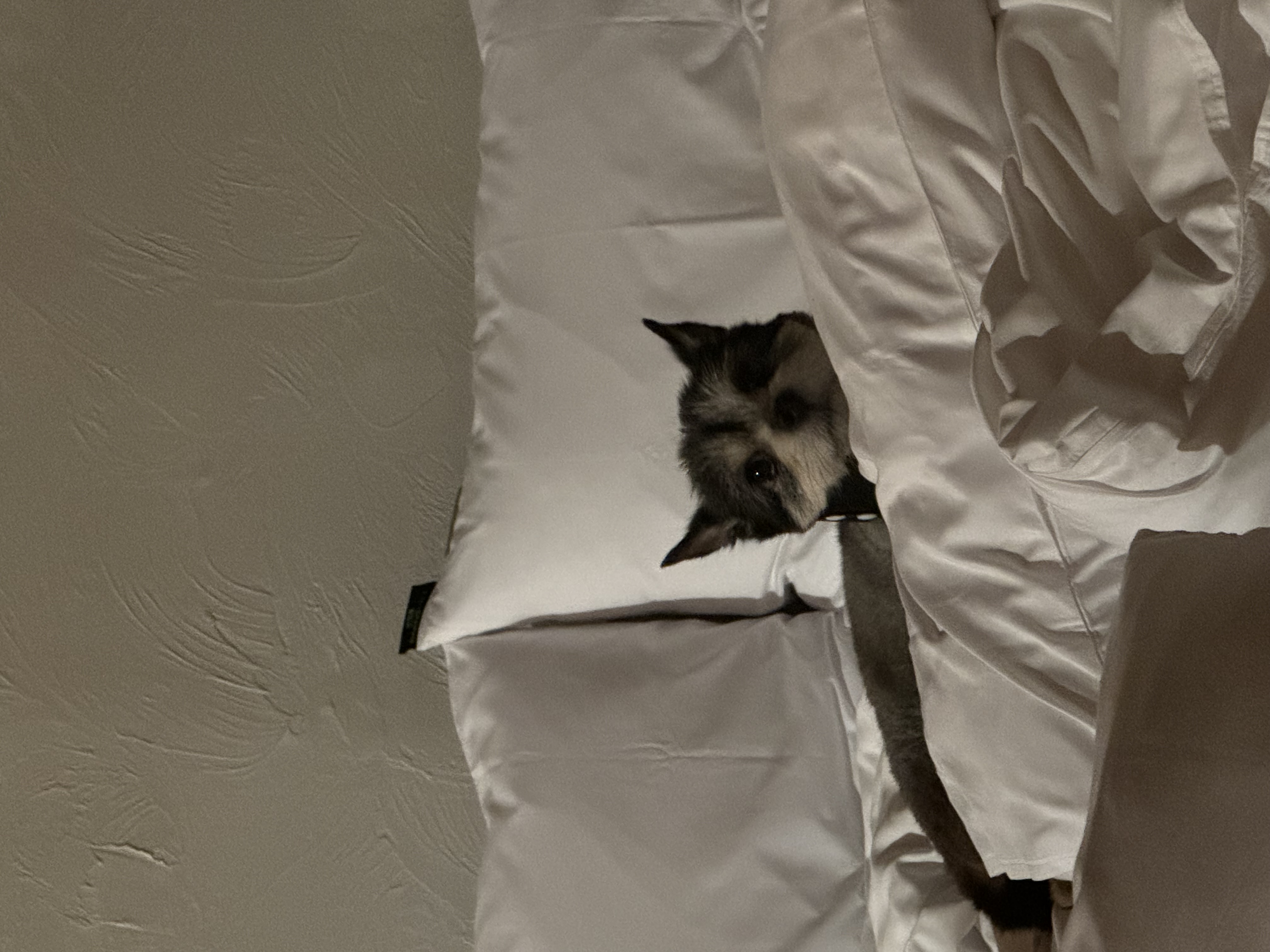 러니(군밤) 입양 두번째이야기