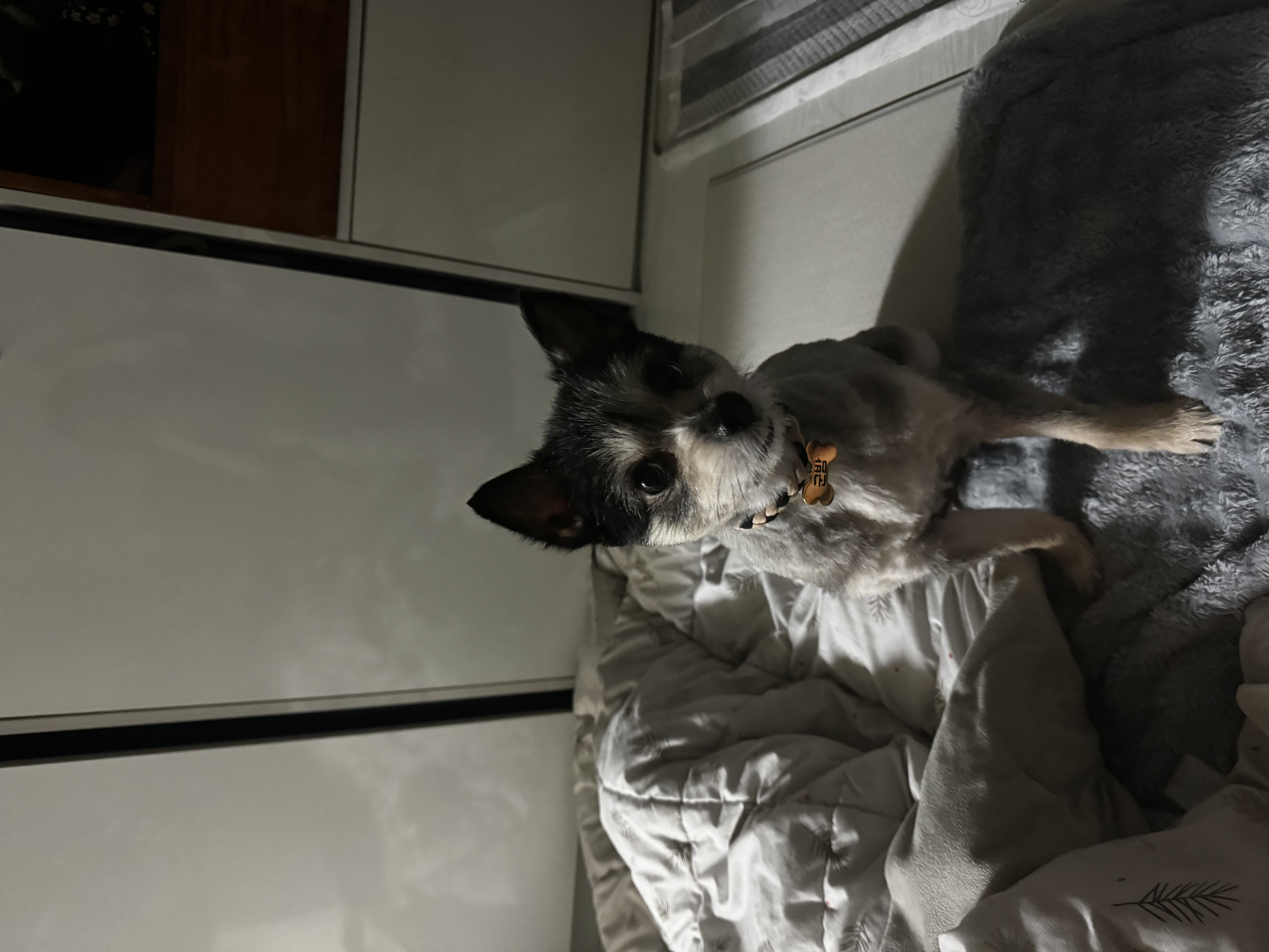 러니(군밤) 입양 두번째이야기