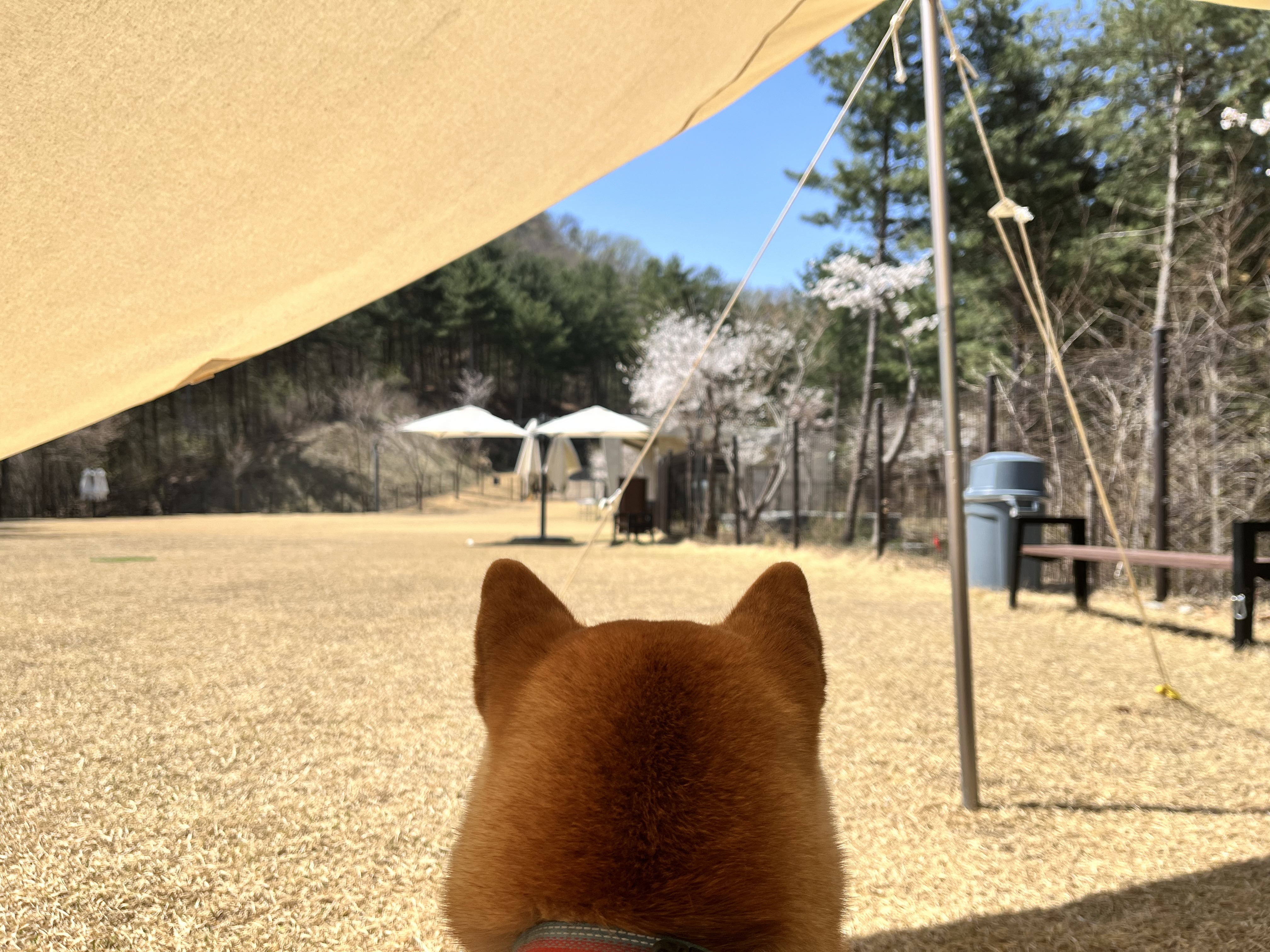 강이는 잘 지내고 있어요!