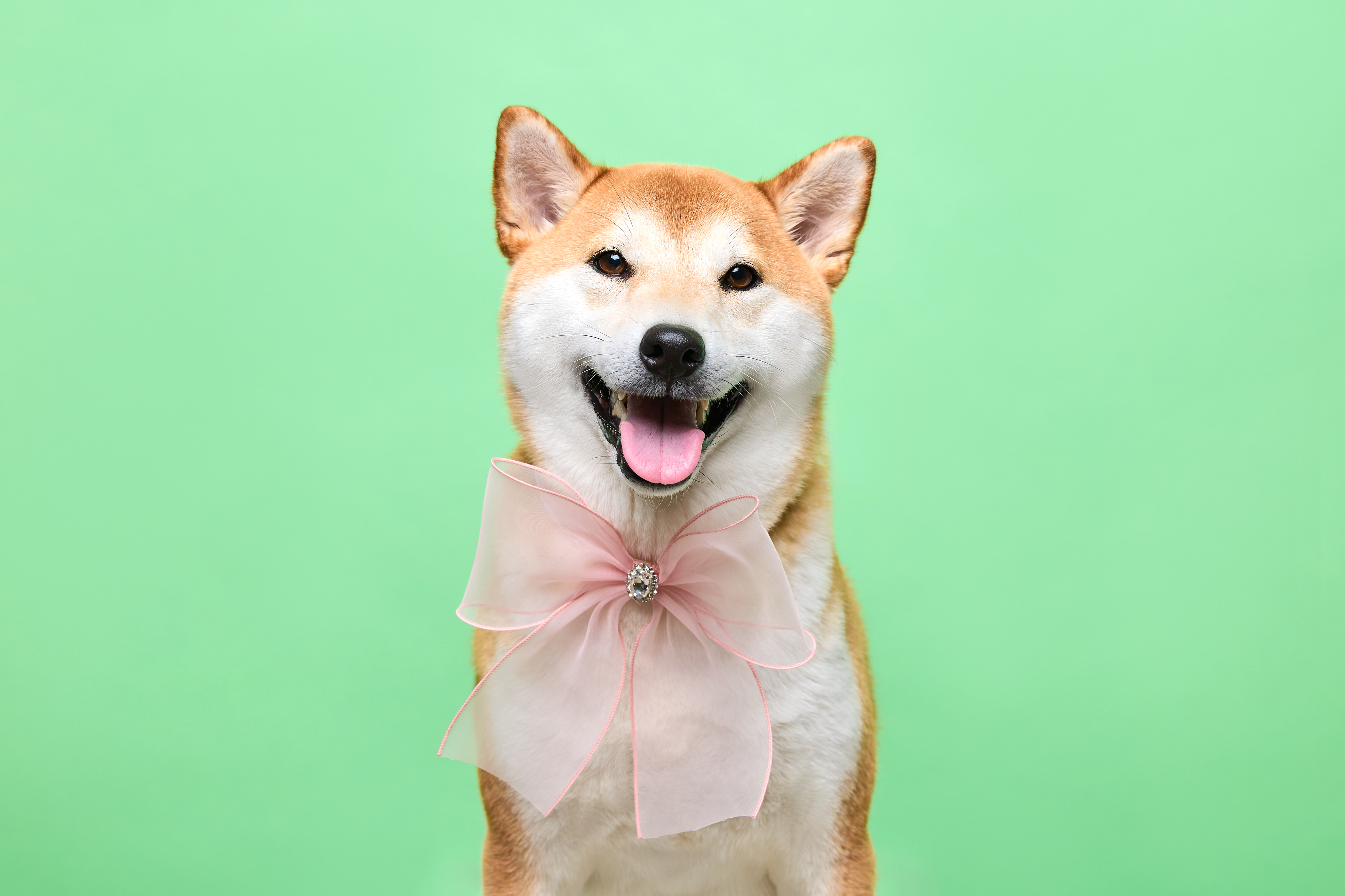 강이는 잘 지내고 있어요!