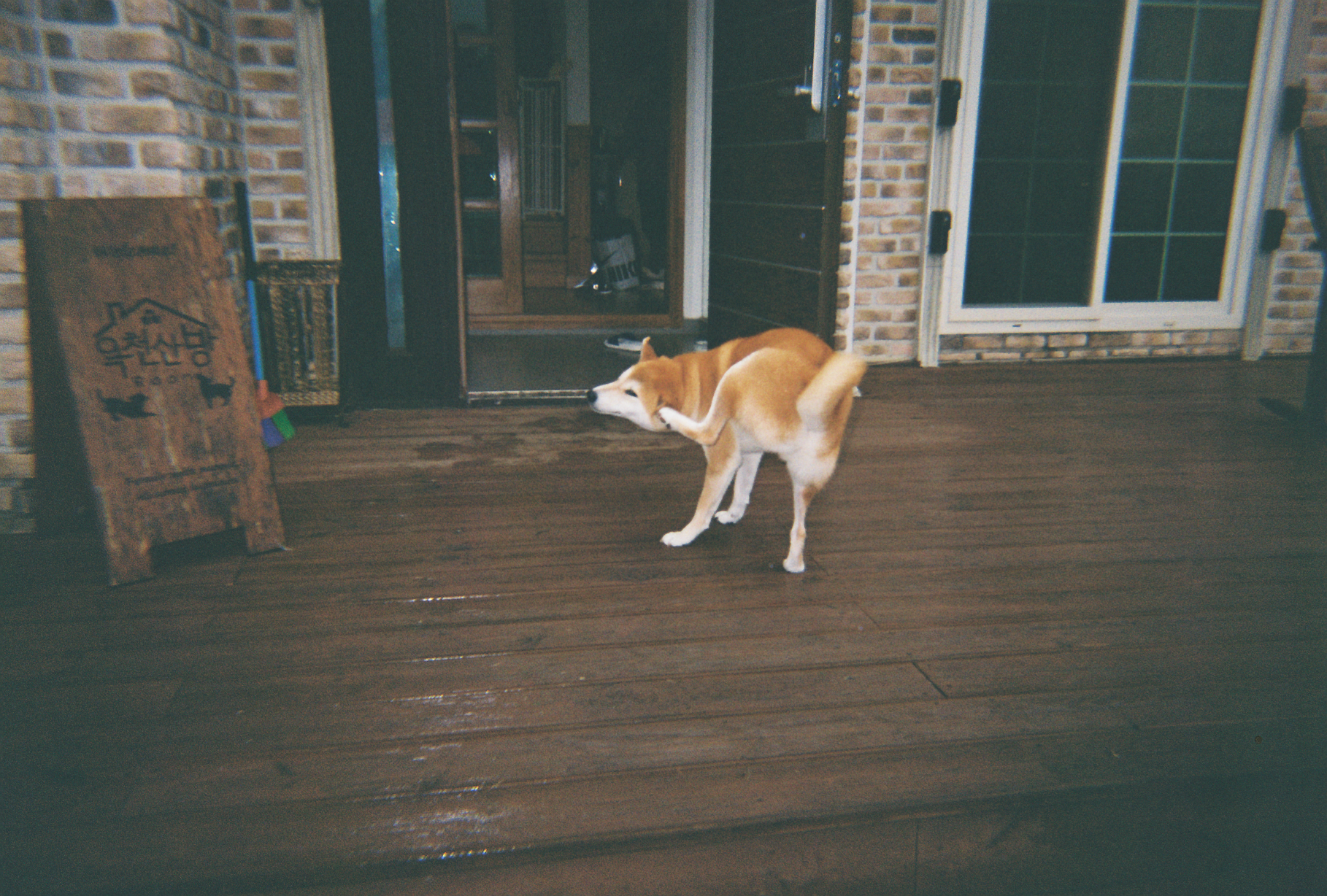 강이는 잘 지내고 있어요!