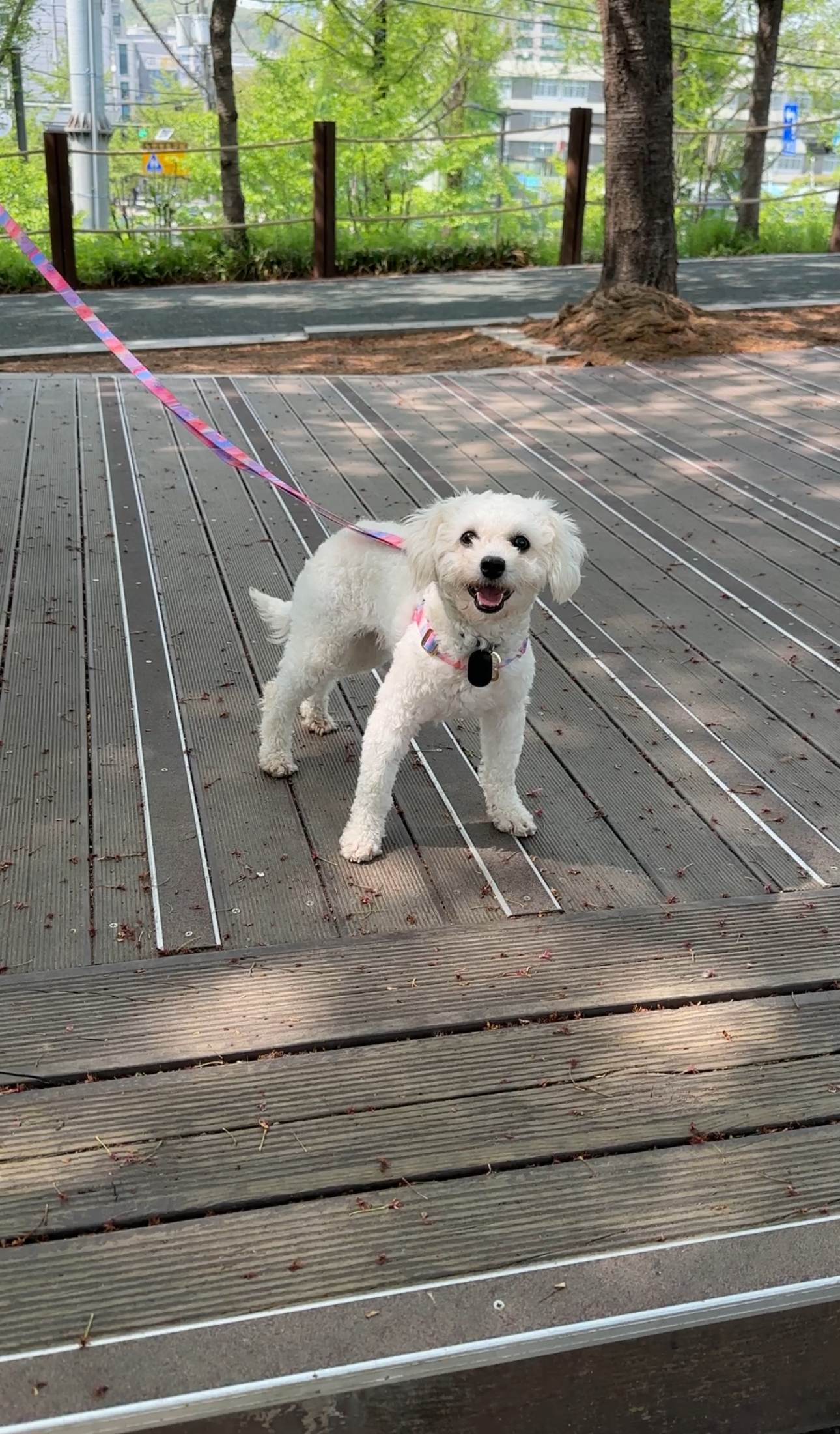 머찌 입양 한달 후기