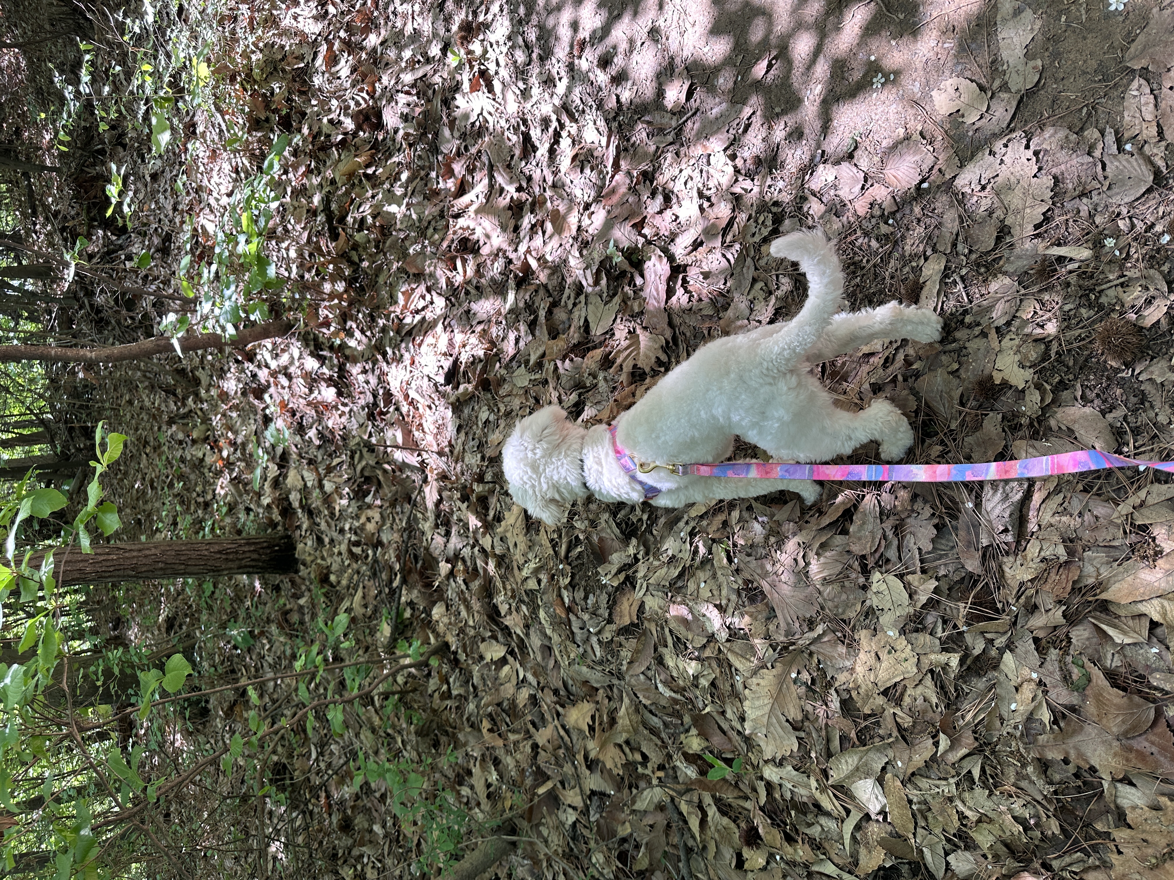 머찌 입양 한달 후기