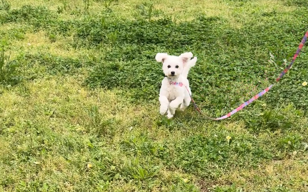 머찌 입양 한달 후기