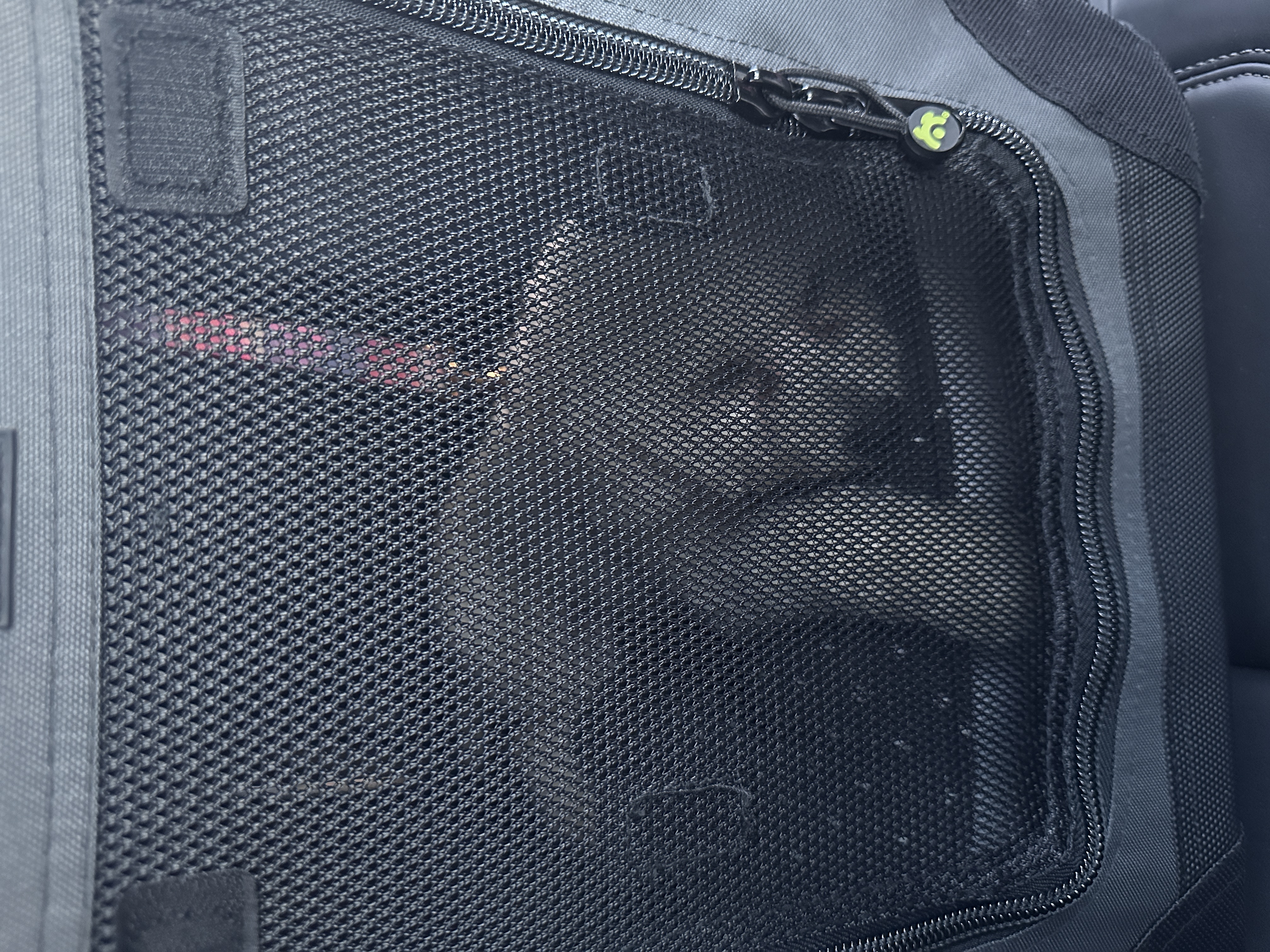 머찌 입양 한달 후기