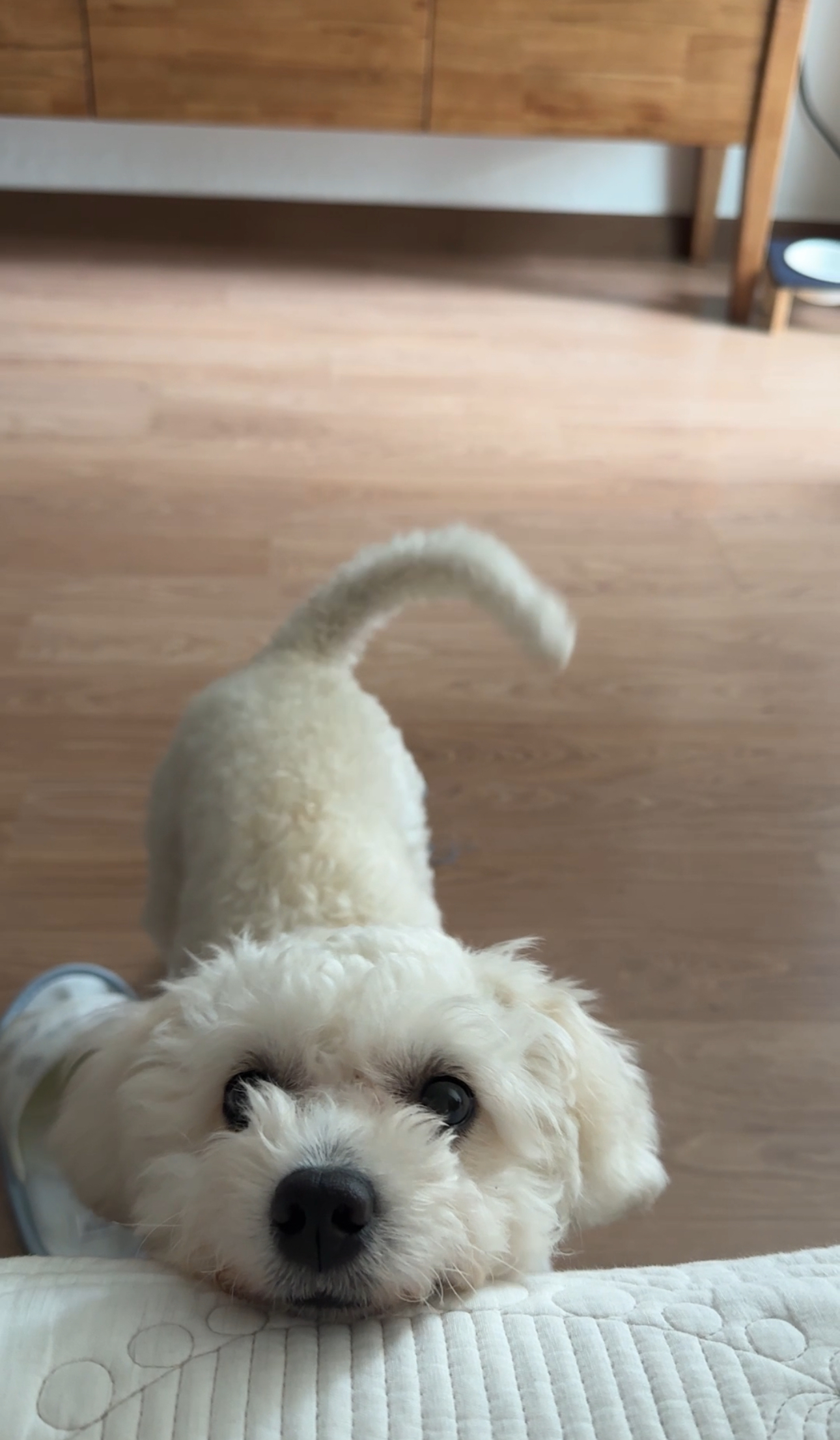 머찌 입양 한달 후기