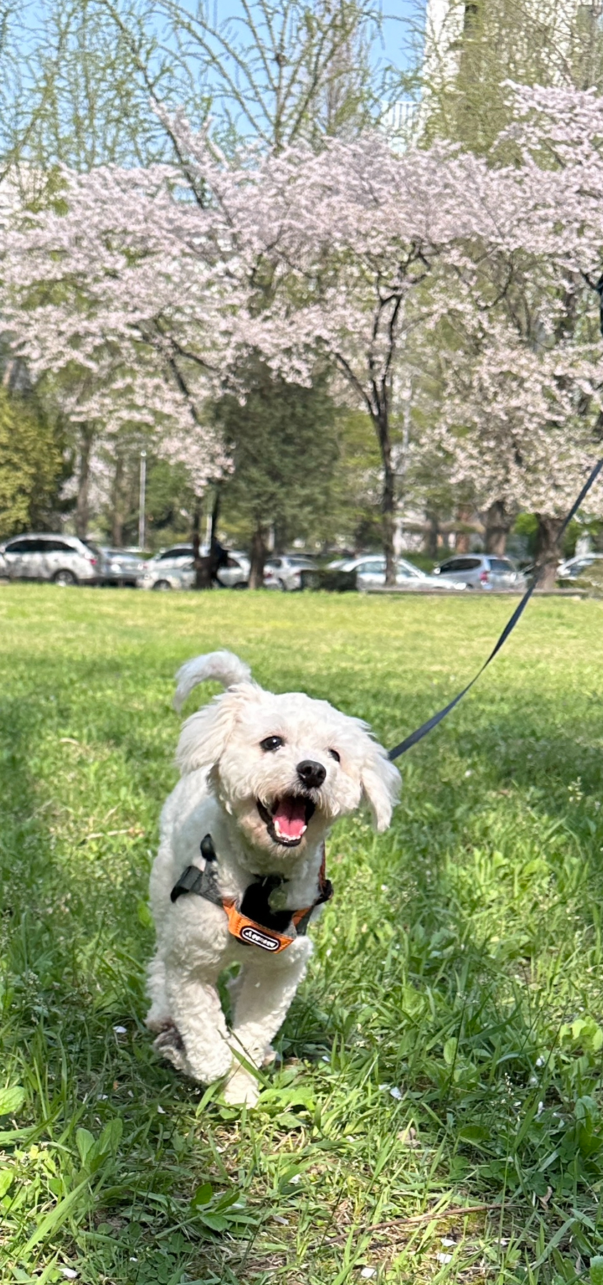 머찌 입양 한달 후기