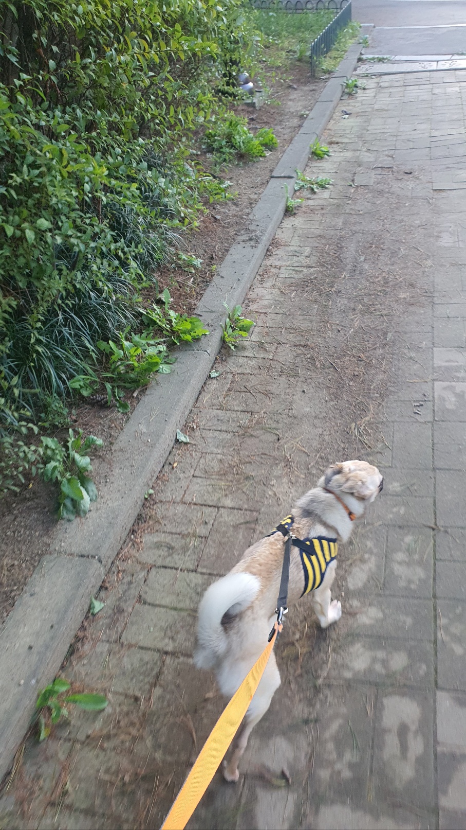 산들(밀이)가 온지 벌써 1년이 지난 네요