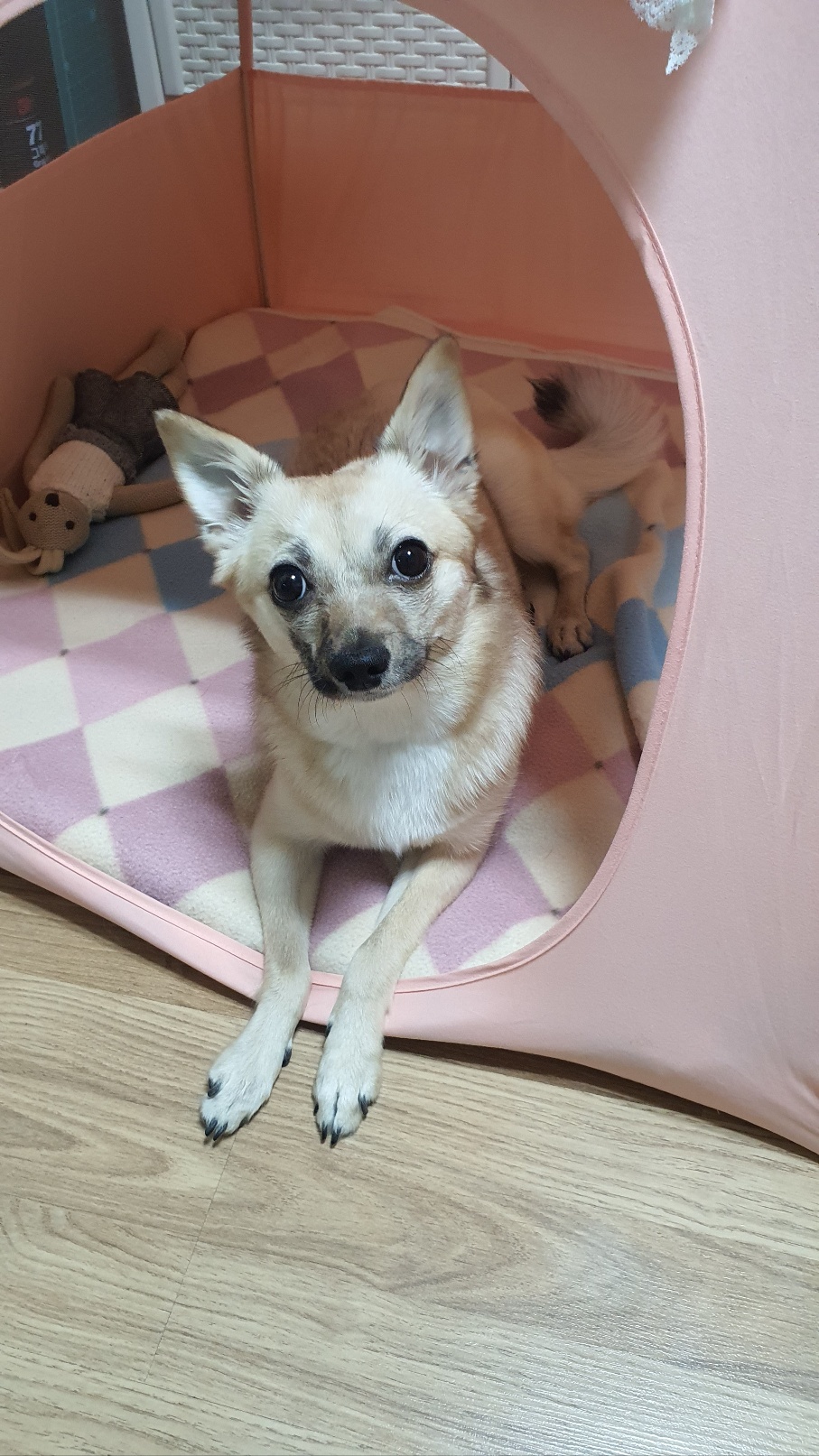 산들(밀이)가 온지 벌써 1년이 지난 네요