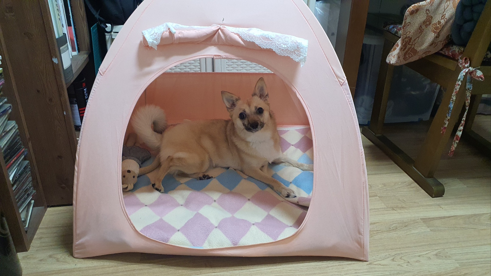 산들(밀이)가 온지 벌써 1년이 지난 네요