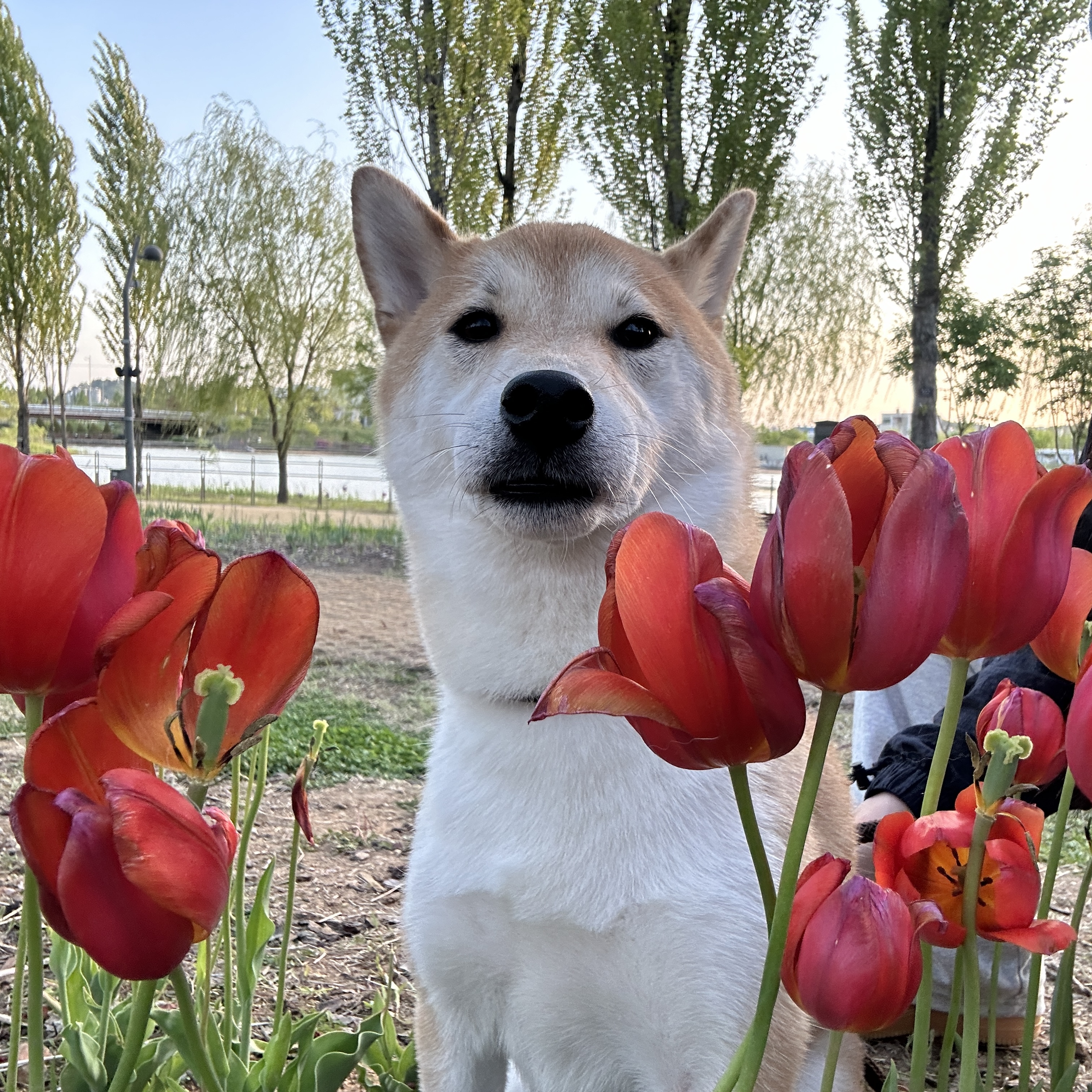 한시였던 리오네에요~!