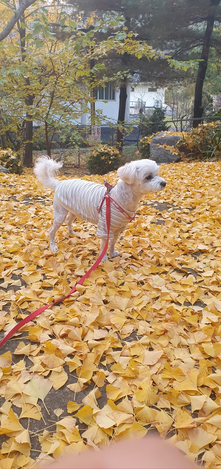 우리구름이에요 예전청일이에요