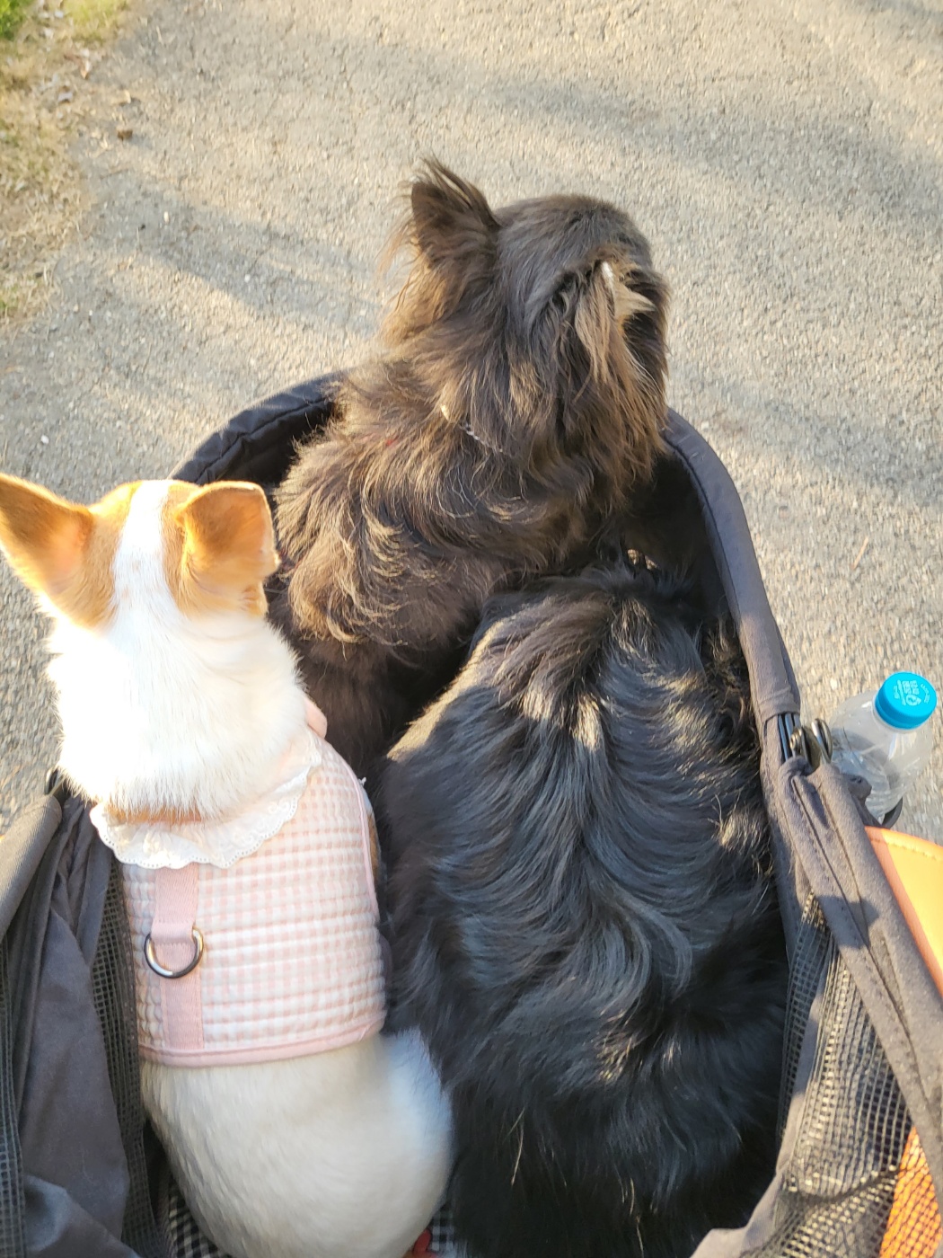 이랑이 입양 2년차 