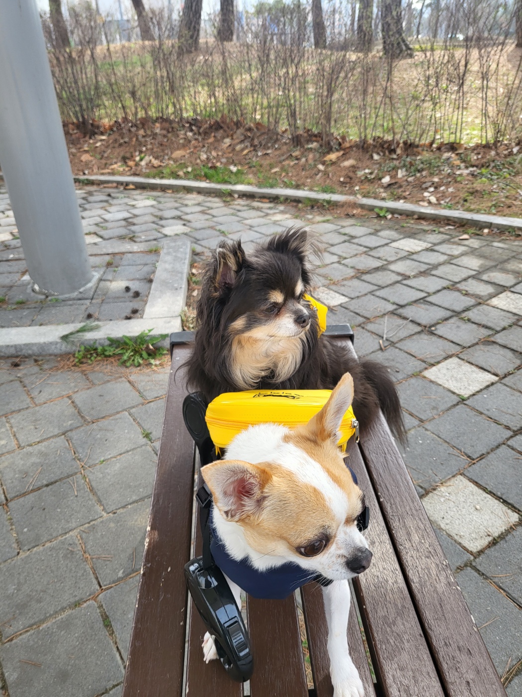 이랑이 입양 2년차 