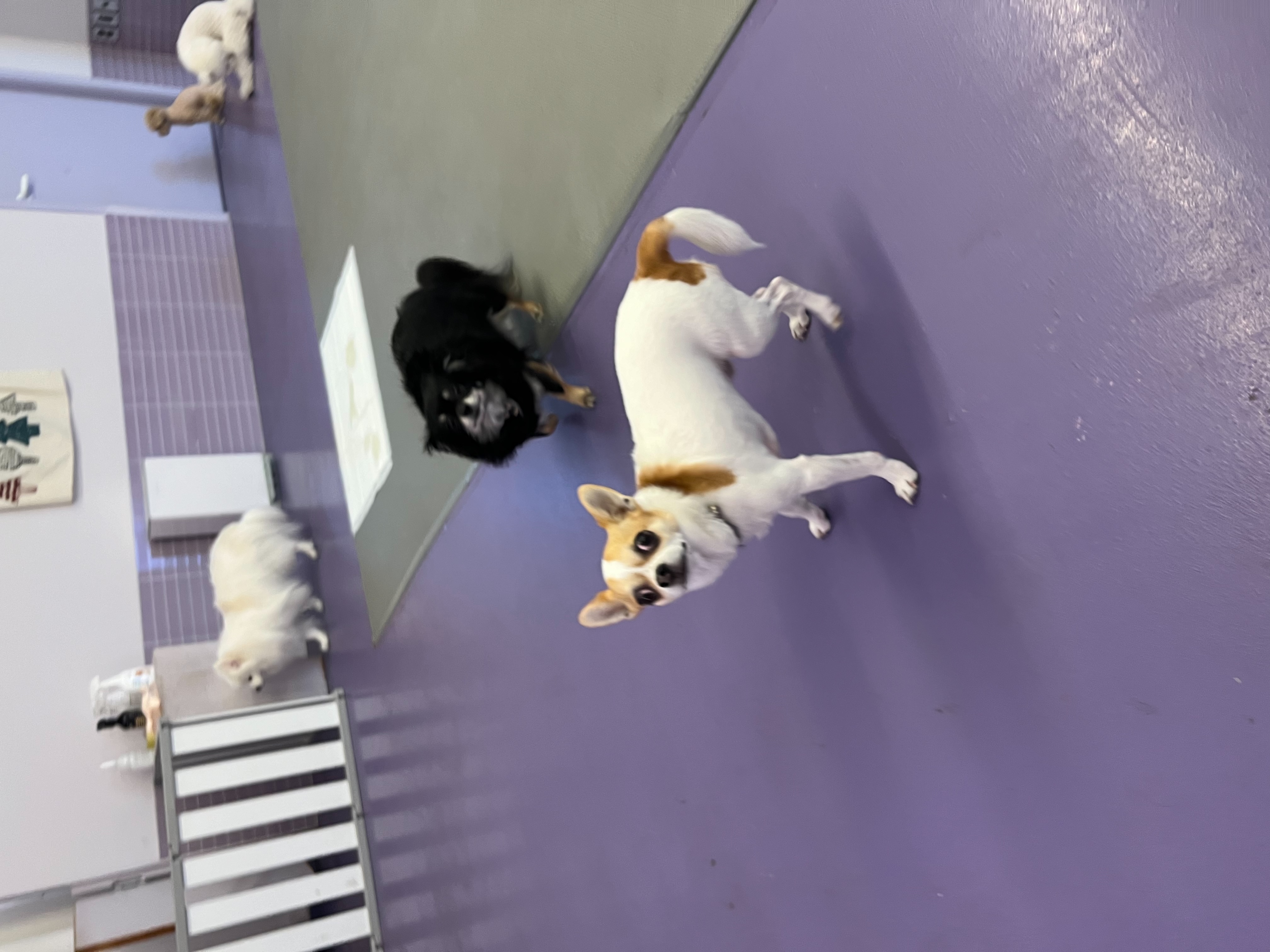 이랑이 입양 2년차 