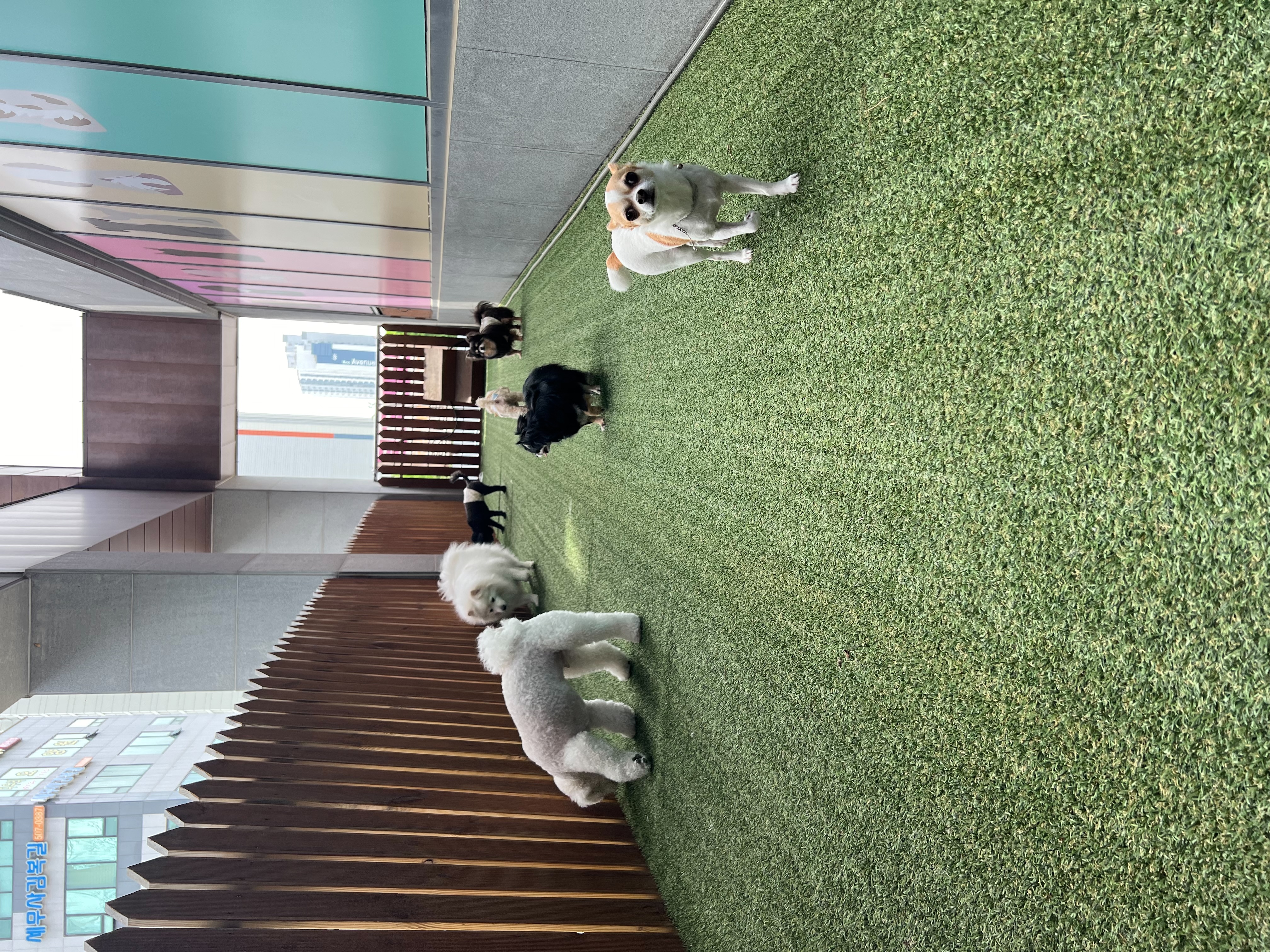 이랑이 입양 2년차 