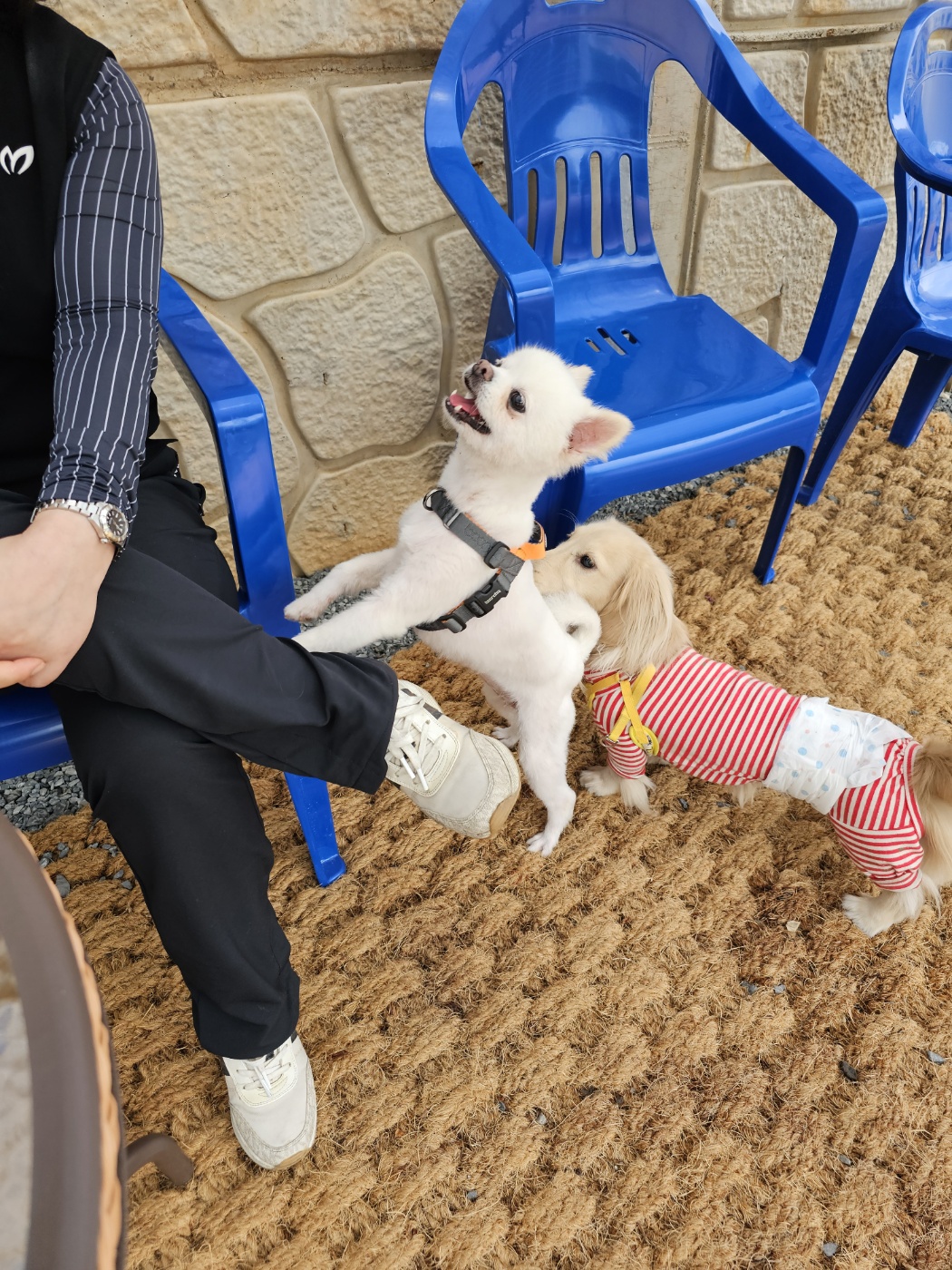  태어난 지 9일  햇살이(뽀동이)  잘 지내고 있어요