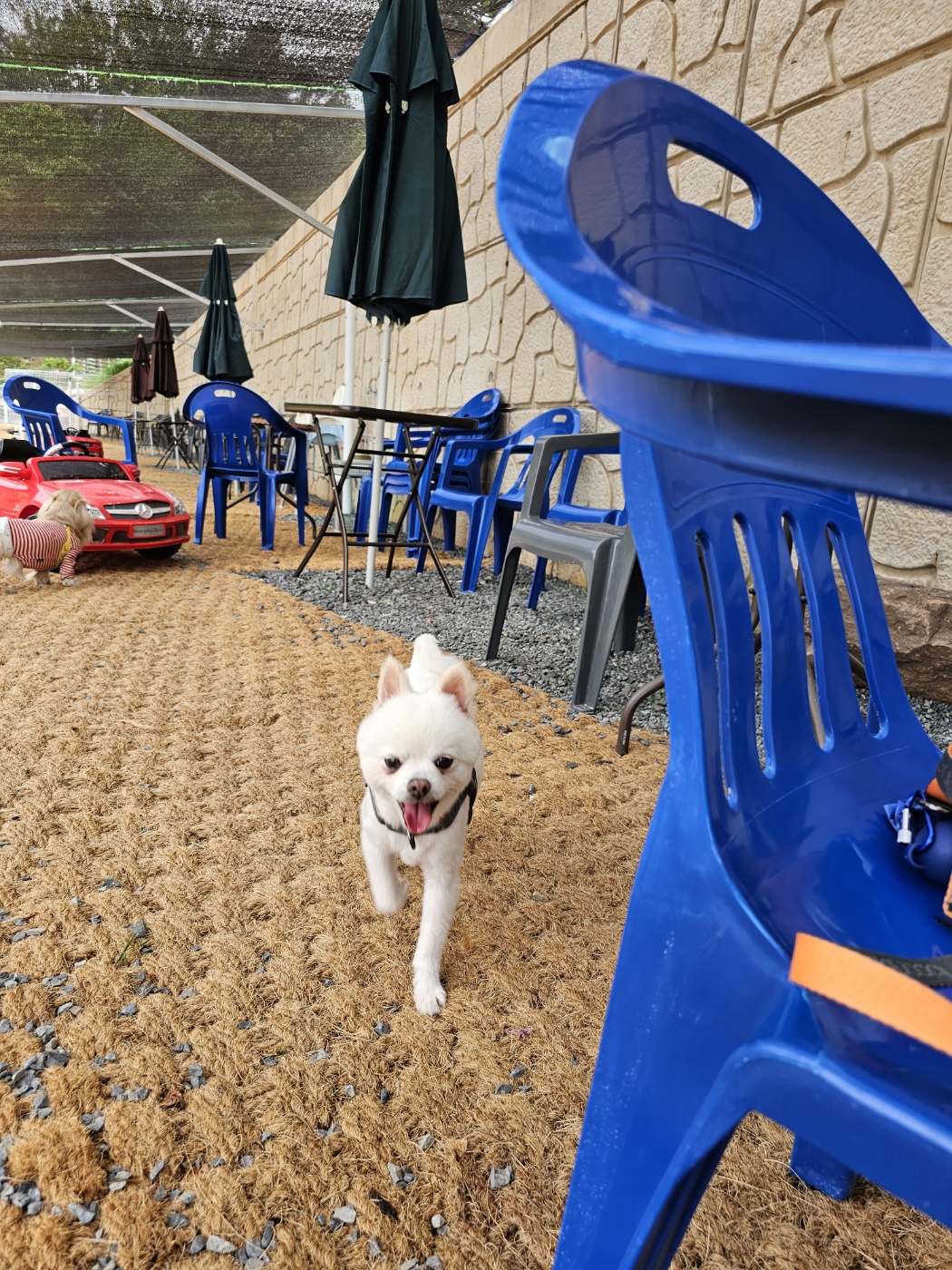  태어난 지 9일  햇살이(뽀동이)  잘 지내고 있어요