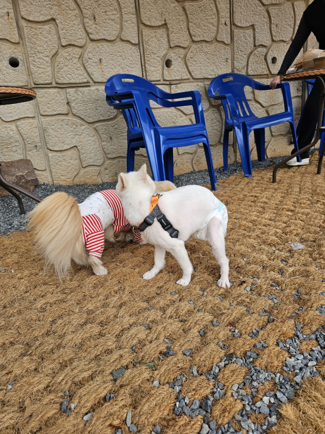  태어난 지 9일  햇살이(뽀동이)  잘 지내고 있어요