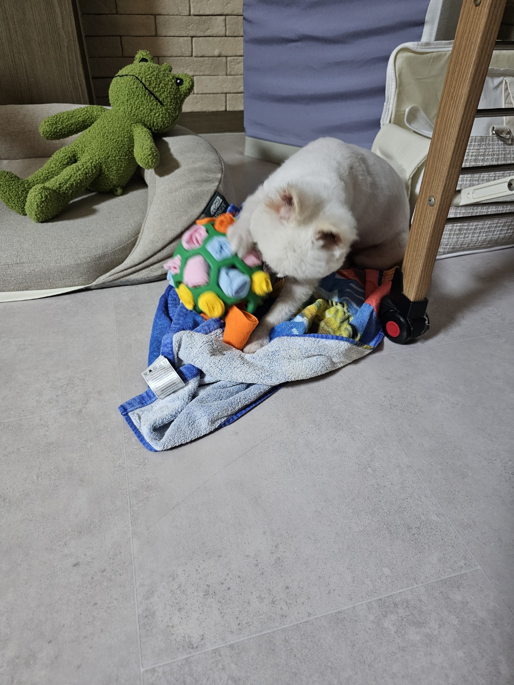  태어난 지 9일  햇살이(뽀동이)  잘 지내고 있어요