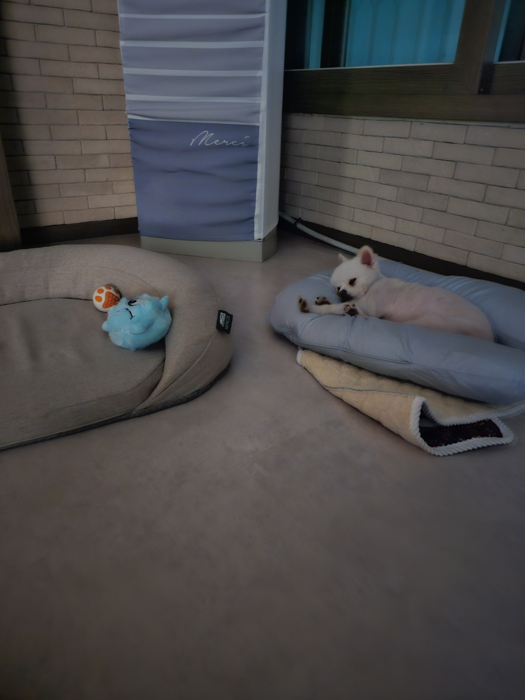  태어난 지 9일  햇살이(뽀동이)  잘 지내고 있어요