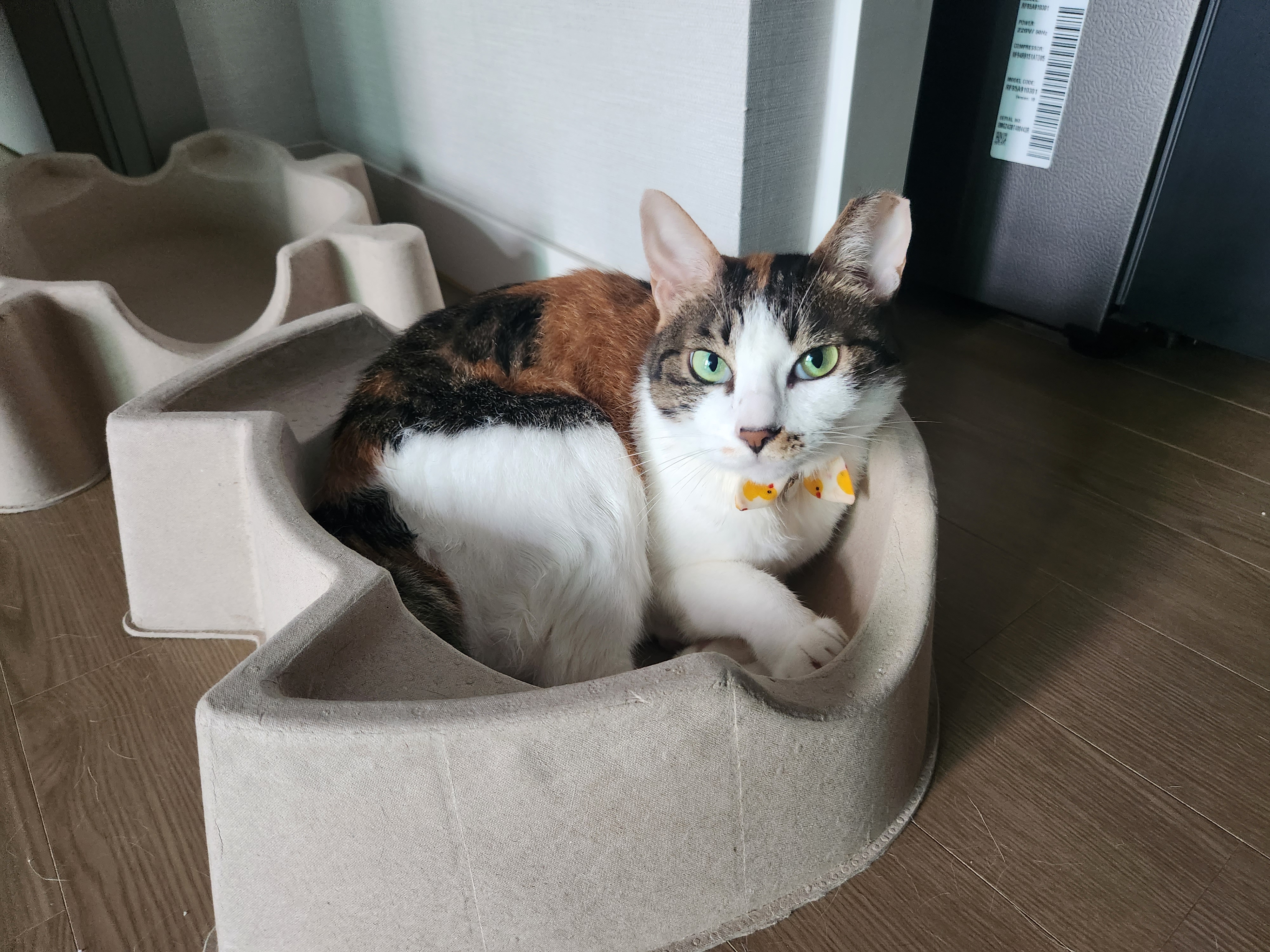 루비가 벌써 10살이네요. 오랫만에 소식전합니다