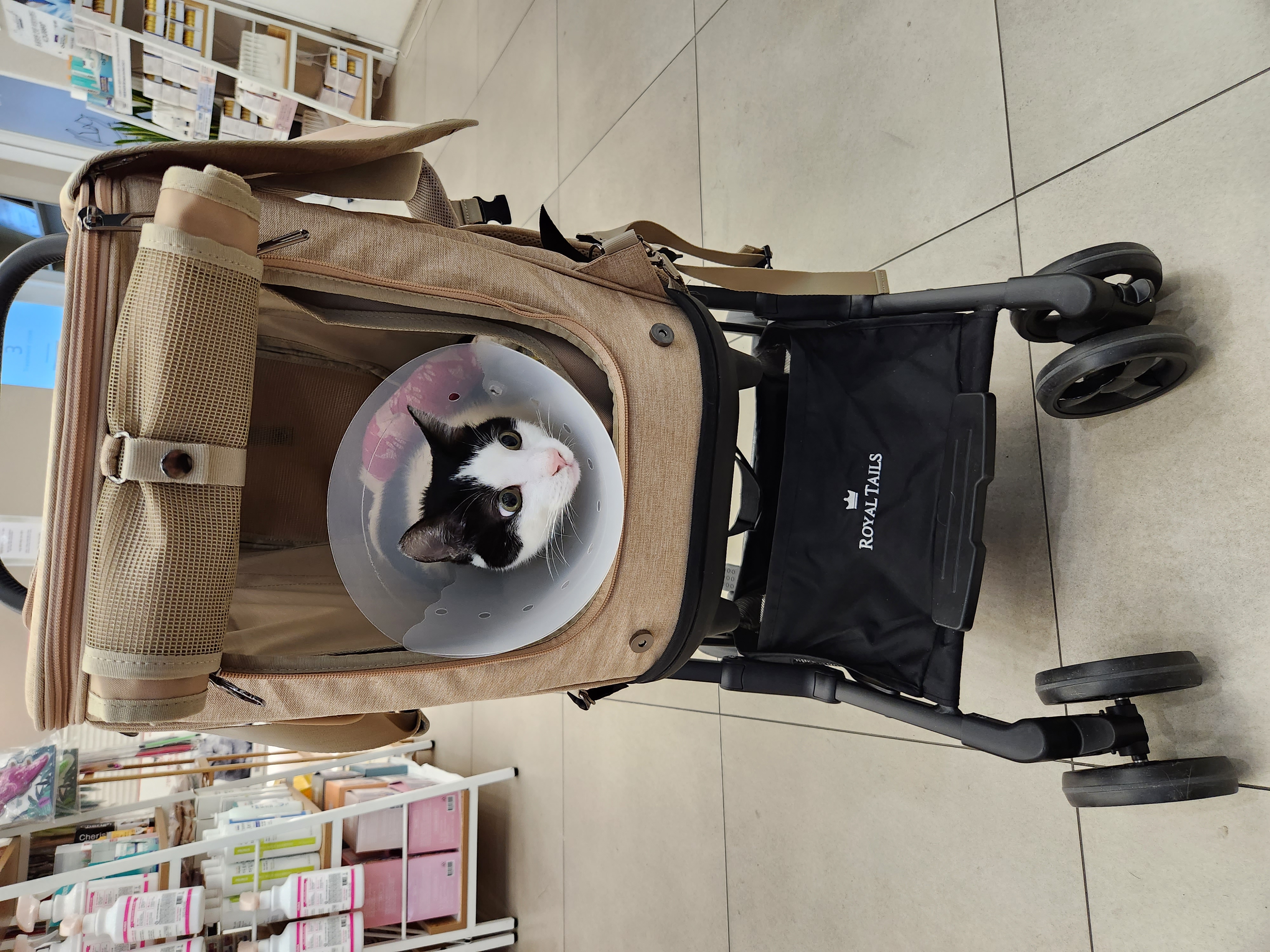 이젠 건강해졌어요, 새싹이요