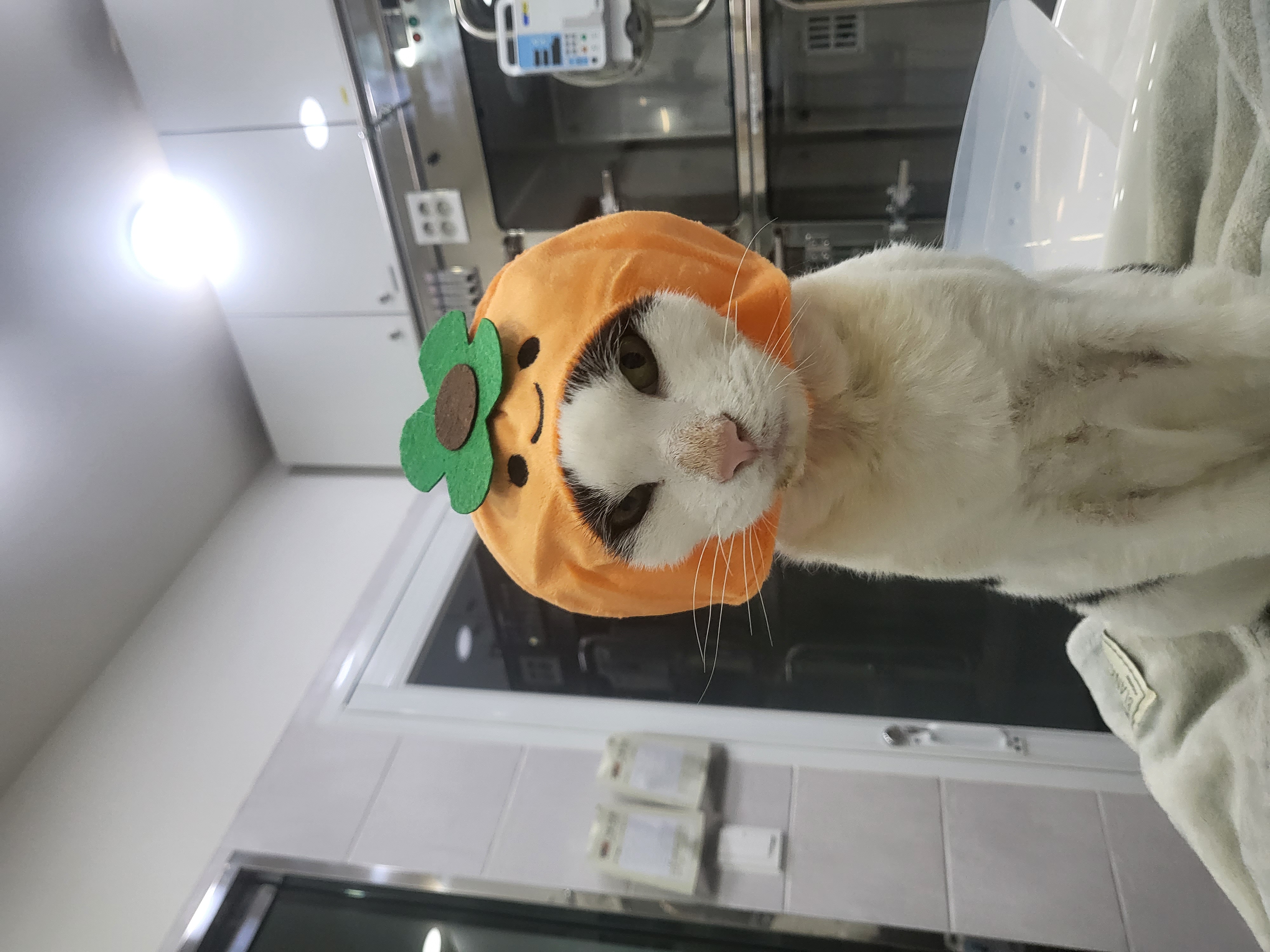 이젠 건강해졌어요, 새싹이요