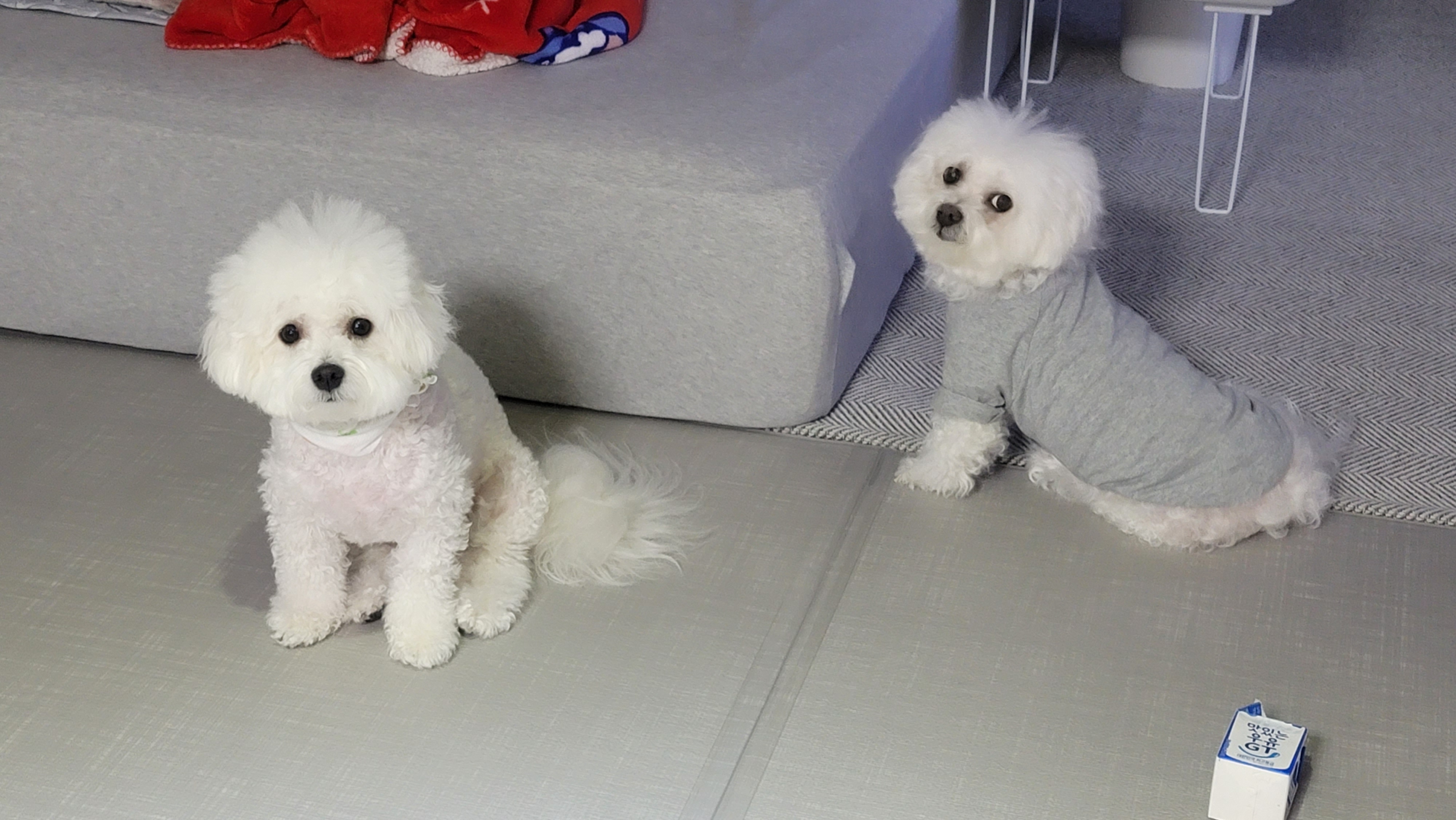 곤지암 구름이(하음),봄이(하삼) 근황입니다~♡