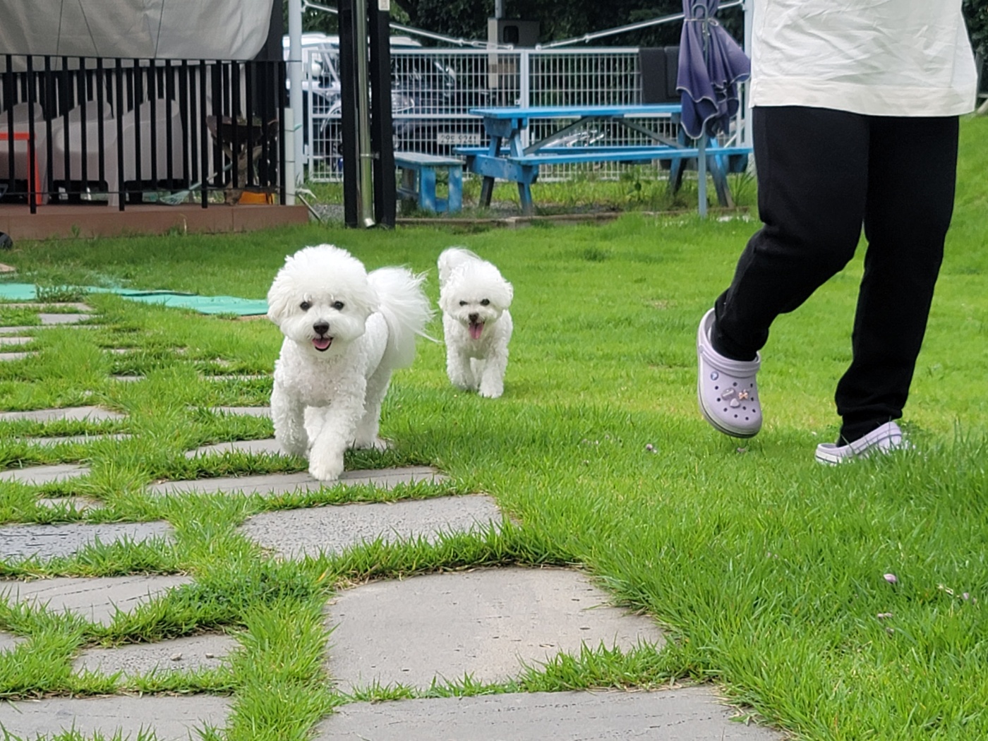 곤지암 구름이(하음),봄이(하삼) 근황입니다~♡