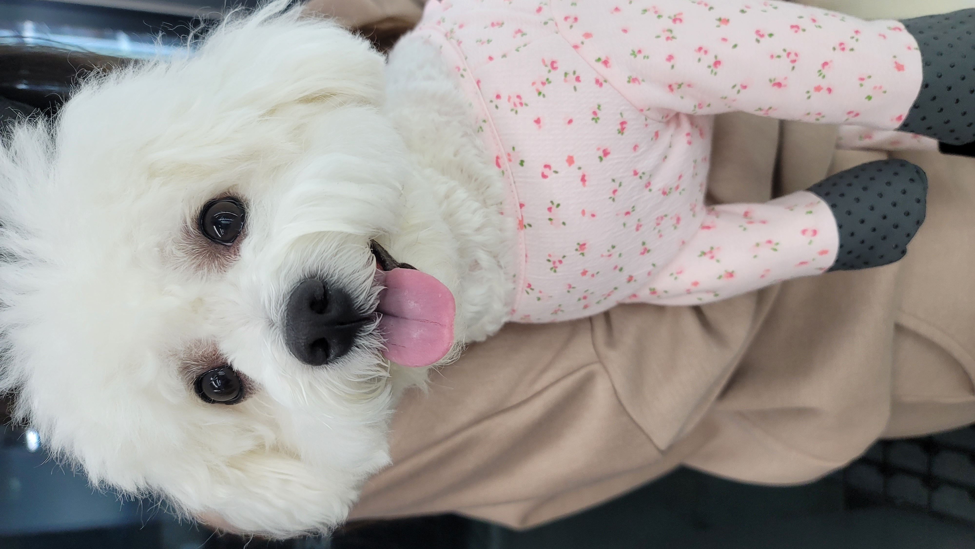 곤지암 구름이(하음),봄이(하삼) 근황입니다~♡