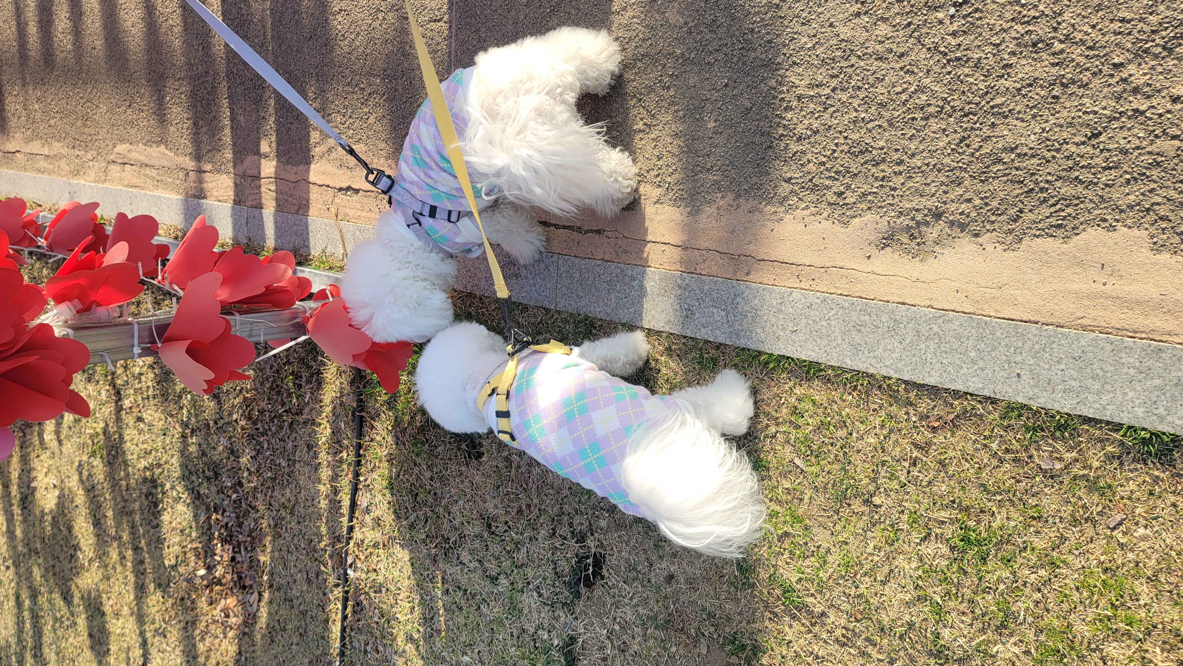 곤지암 구름이(하음),봄이(하삼) 근황입니다~♡