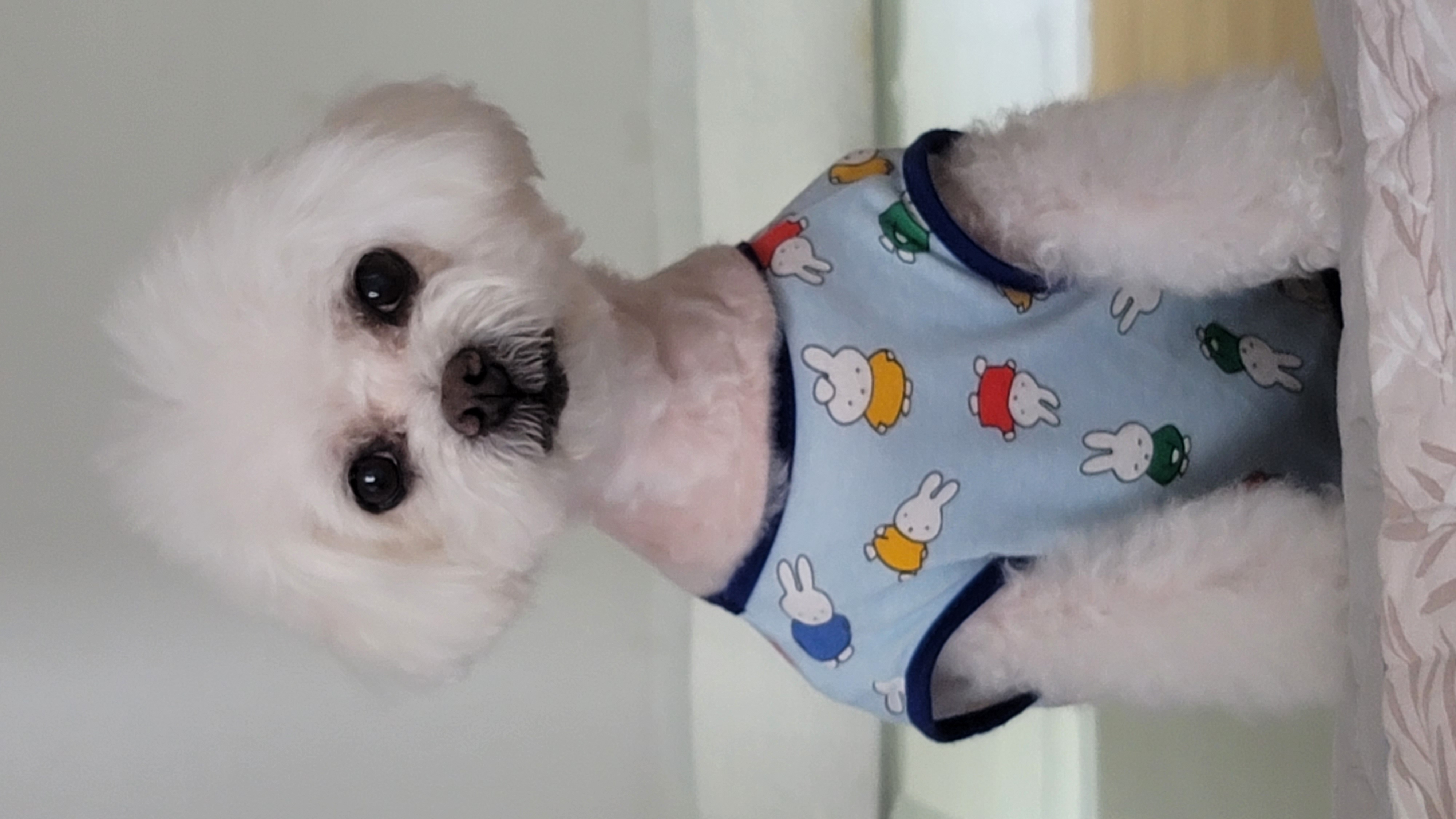 곤지암 구름이(하음),봄이(하삼) 근황입니다~♡