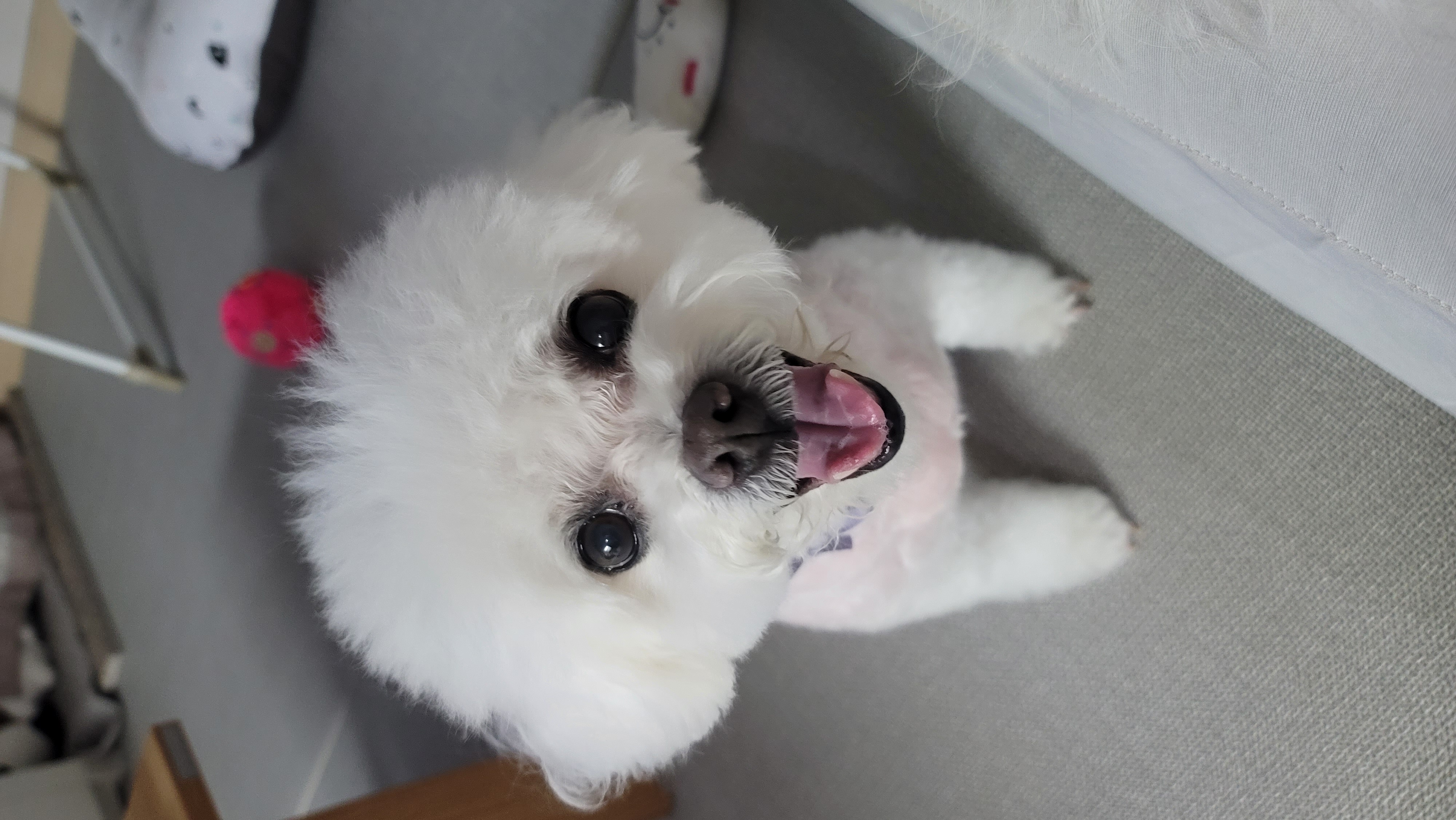 곤지암 구름이(하음),봄이(하삼) 근황입니다~♡