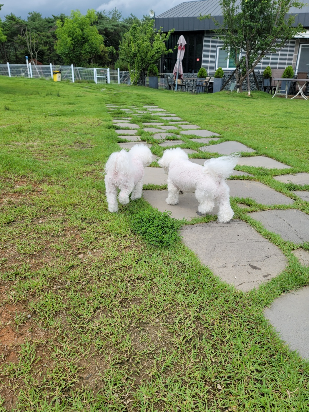 곤지암 구름이(하음),봄이(하삼) 근황입니다~♡