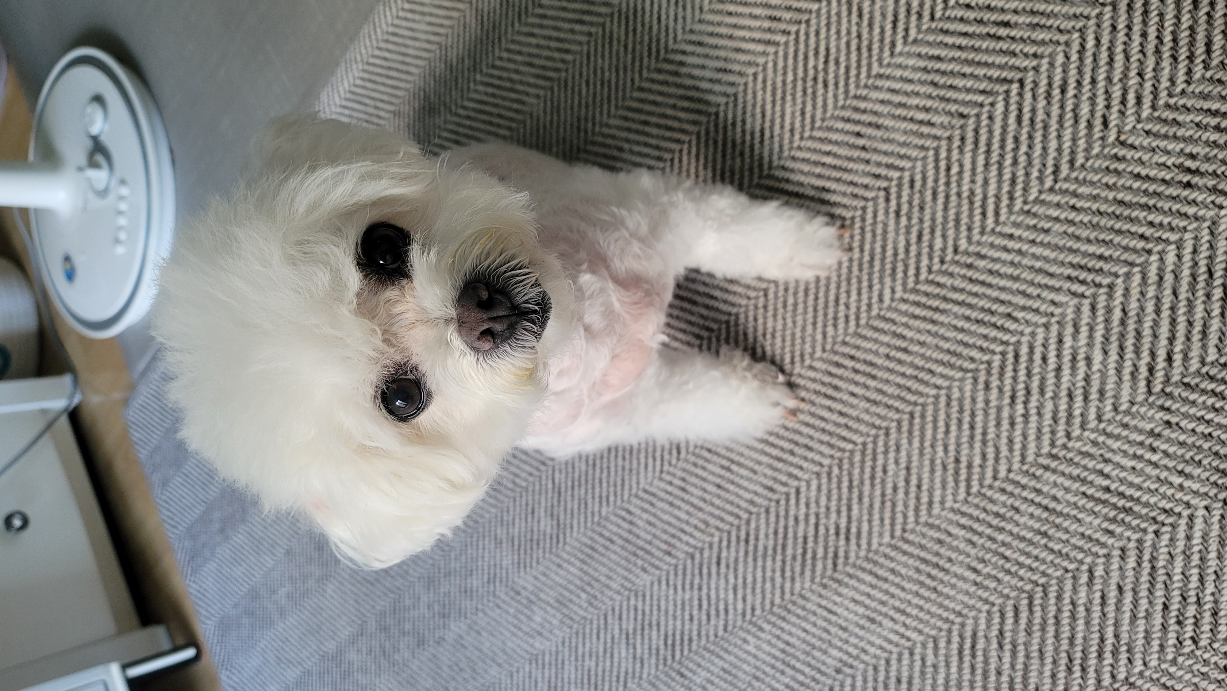 곤지암 구름이(하음),봄이(하삼) 근황입니다~♡