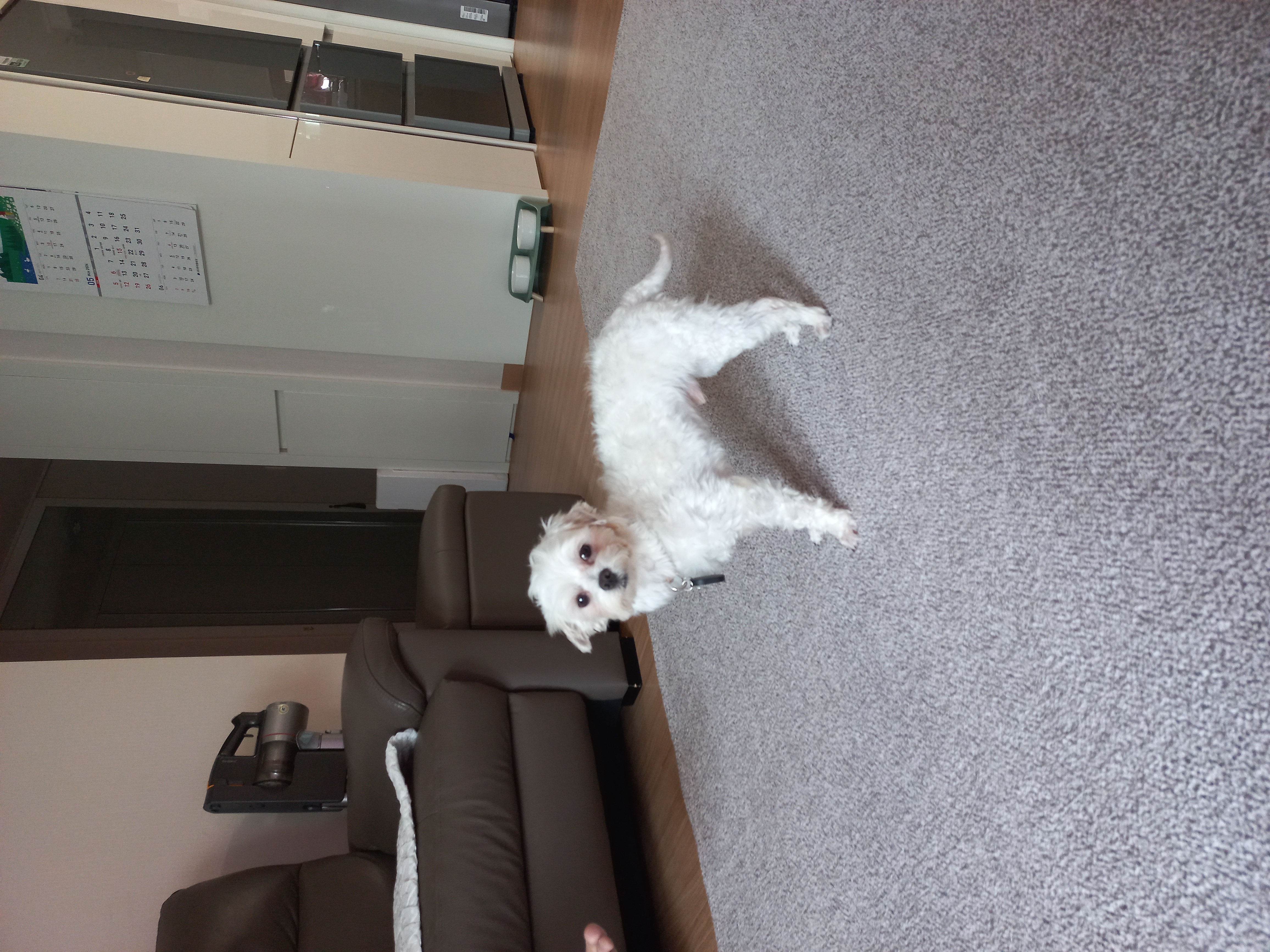 강온이(현:퐁이)임시보호 일주일째입니다