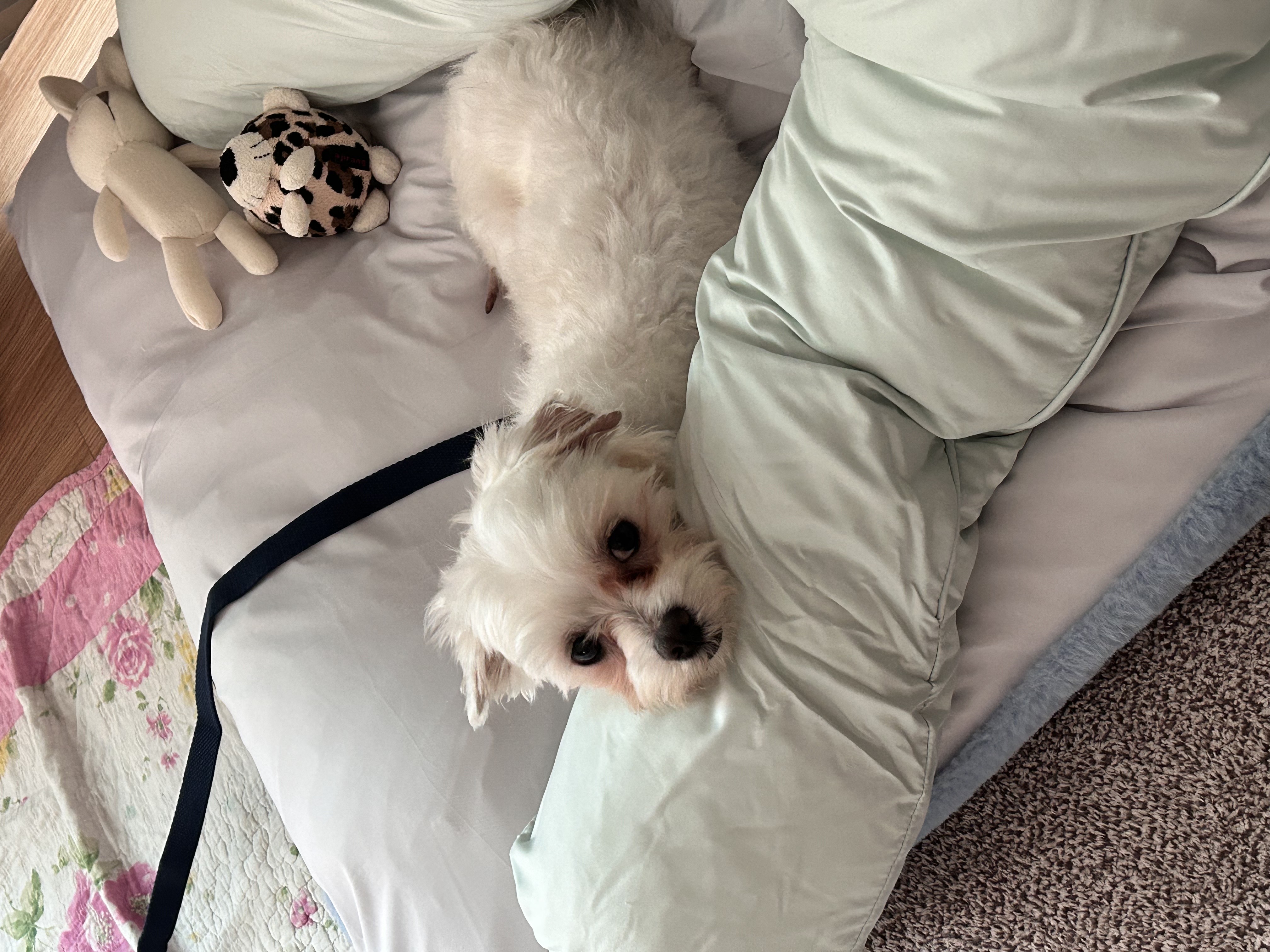 강온이(현:퐁이)임시보호 일주일째입니다