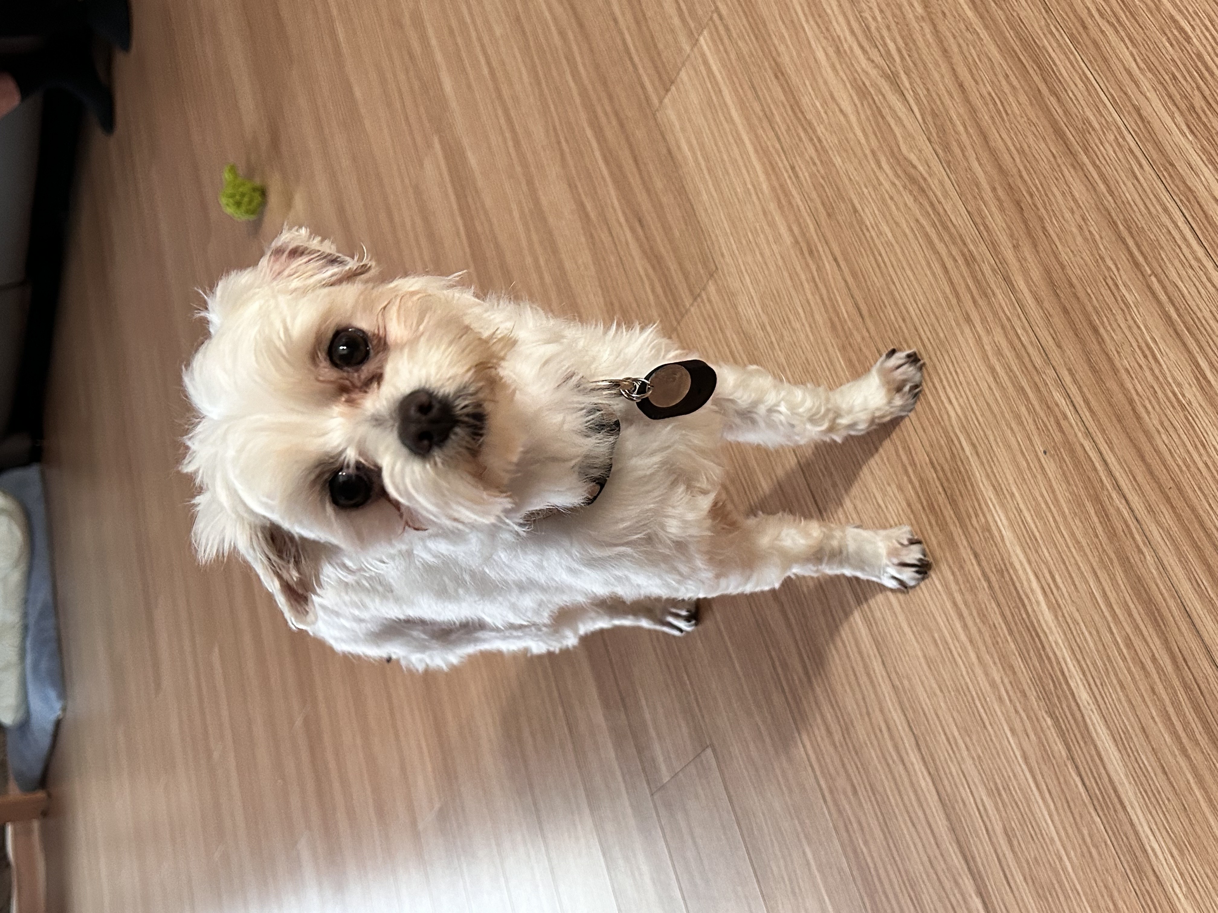 강온이(현:퐁이)임시보호 일주일째입니다