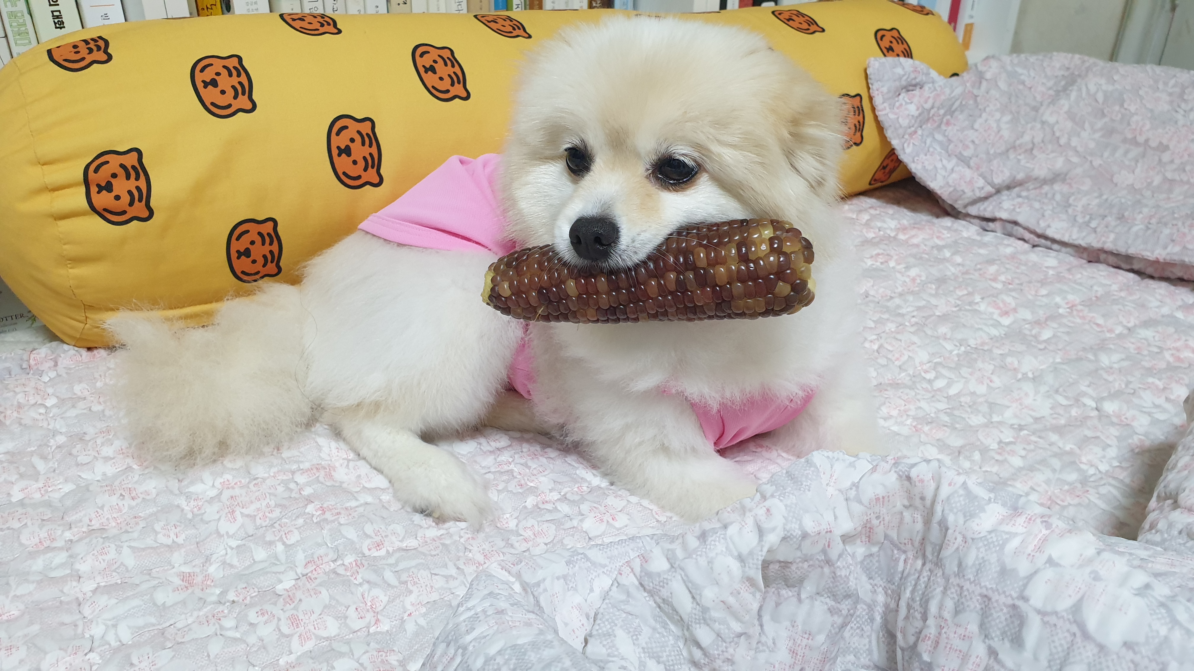 곤지암 단밤이 입양 3주년 후기