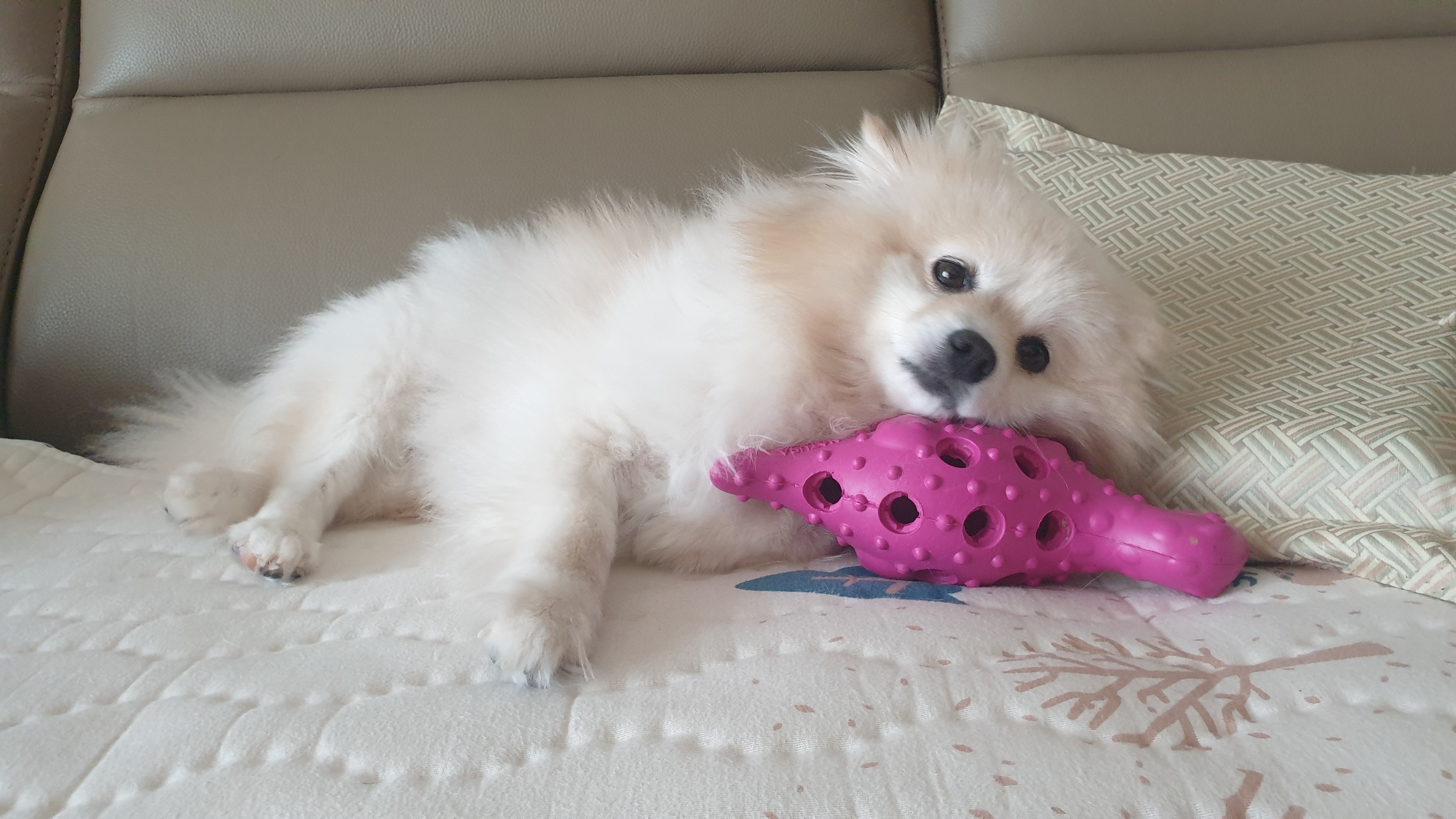 곤지암 단밤이 입양 3주년 후기