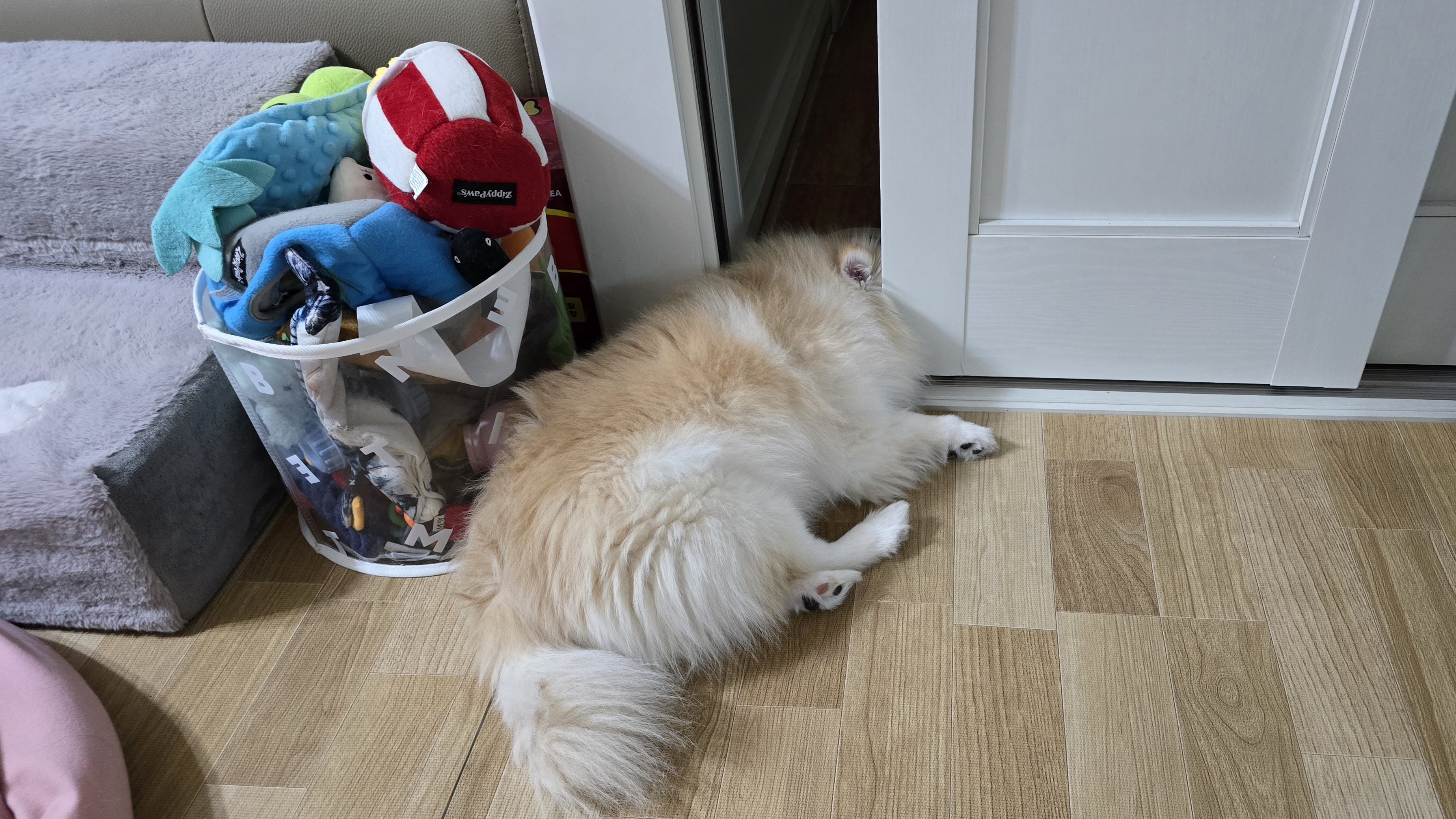 곤지암 단밤이 입양 3주년 후기