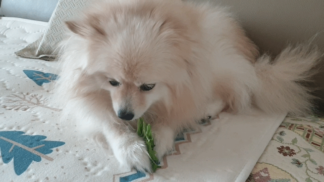 곤지암 단밤이 입양 3주년 후기