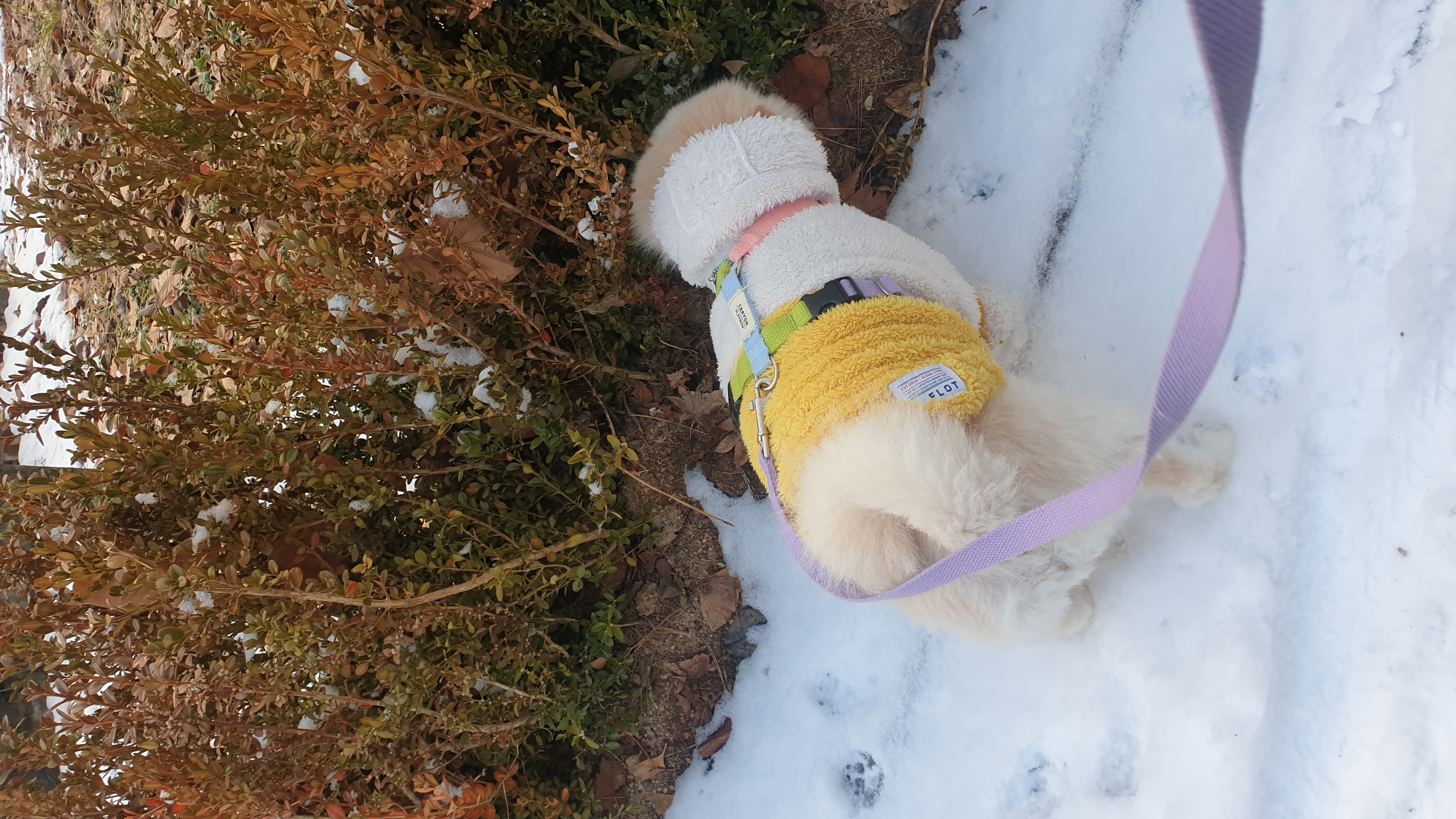 곤지암 단밤이 입양 3주년 후기