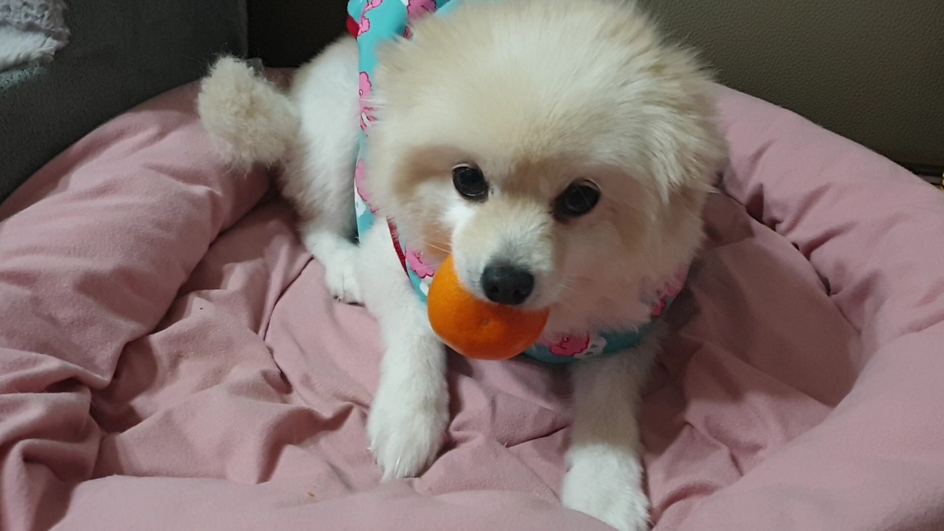 곤지암 단밤이 입양 3주년 후기