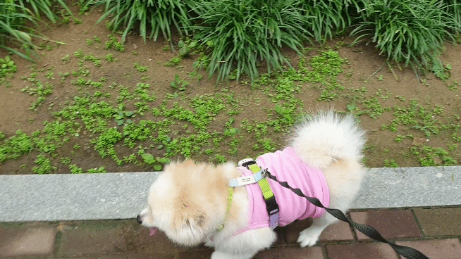 곤지암 단밤이 입양 3주년 후기